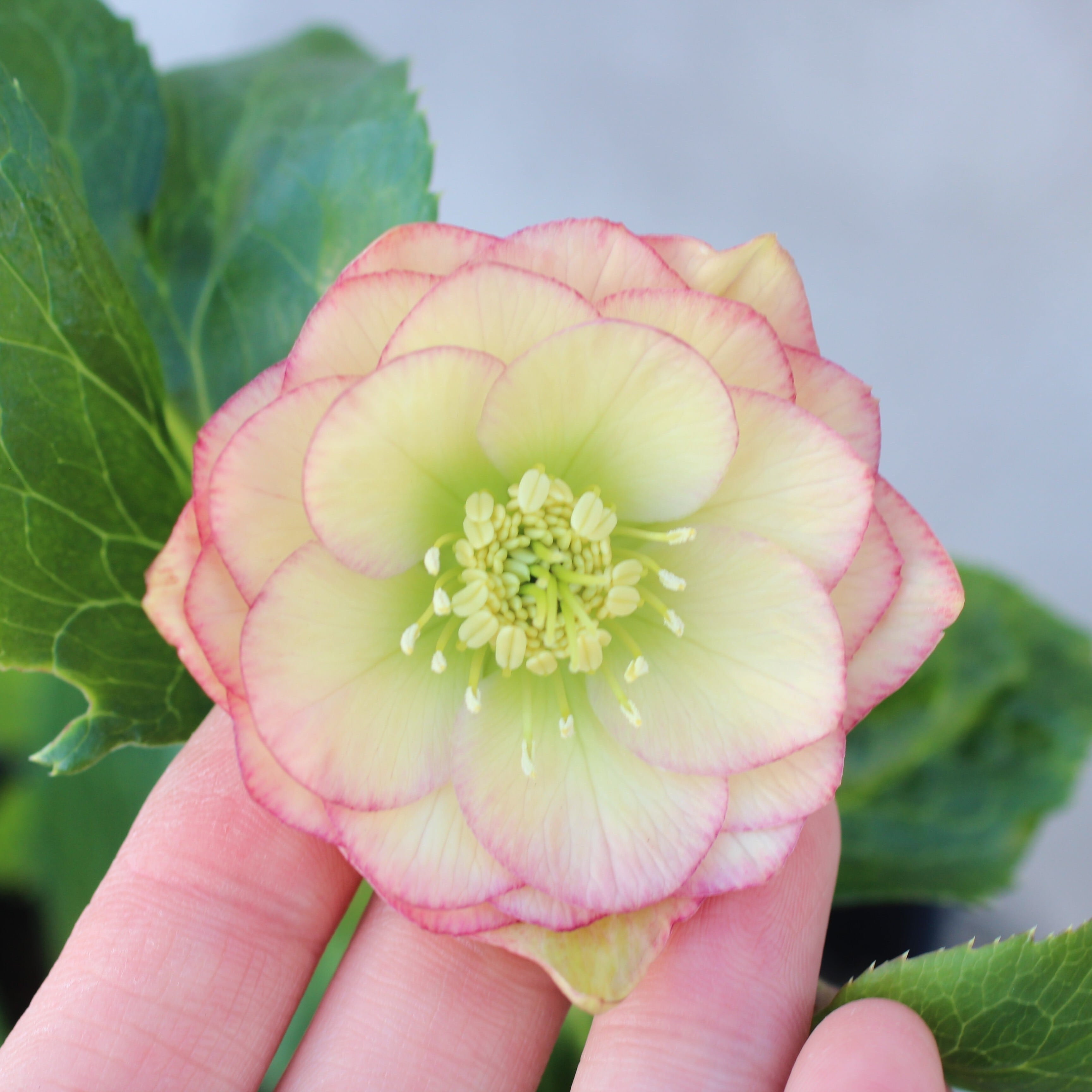 ウィンターローズ 2Fの増量 1点 ウィンターローズ様専用 2Fの増量 1点