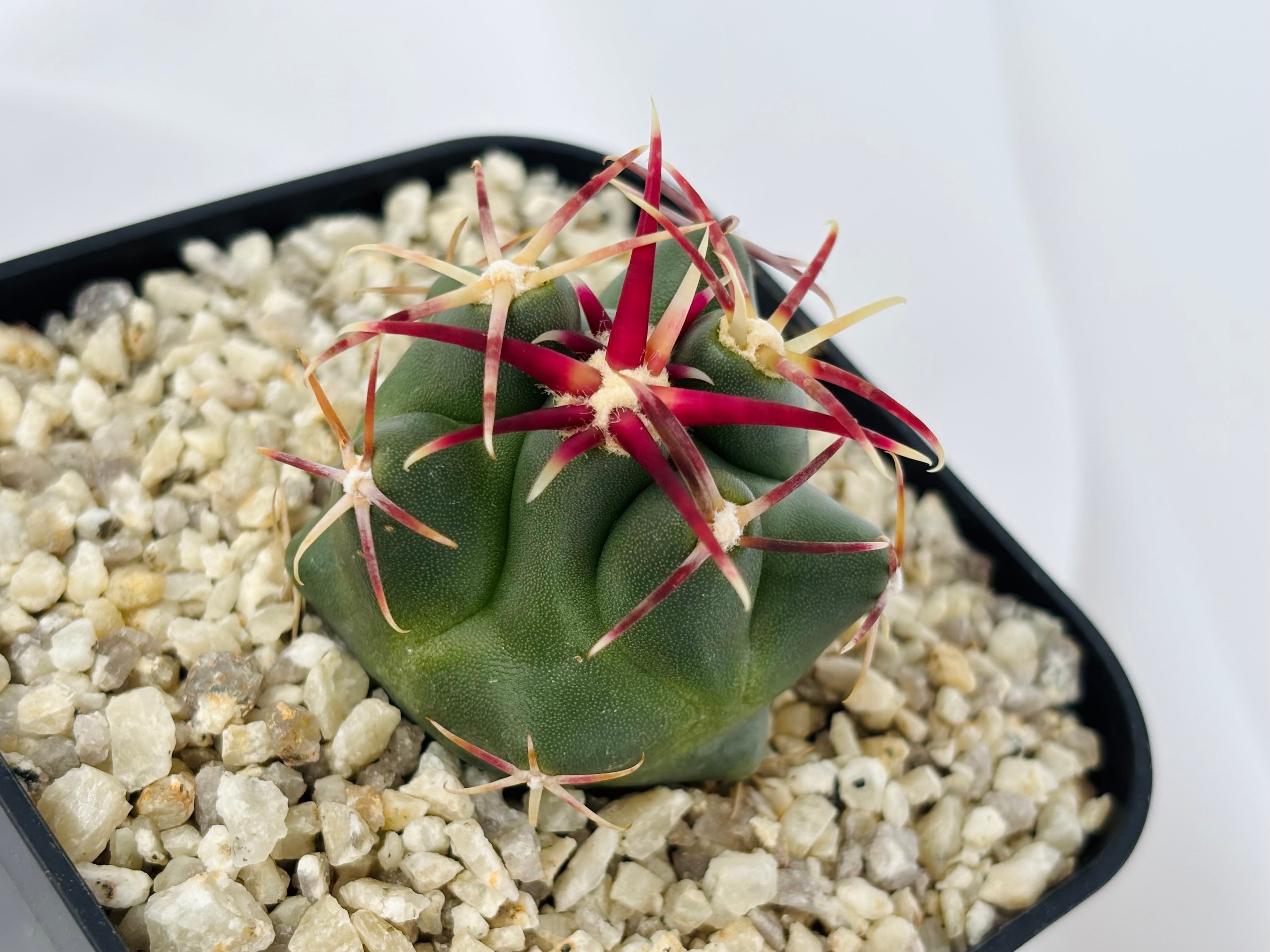 Theiocactus heteromus テロカクタス 紅鷹 サボテン | plants MARU