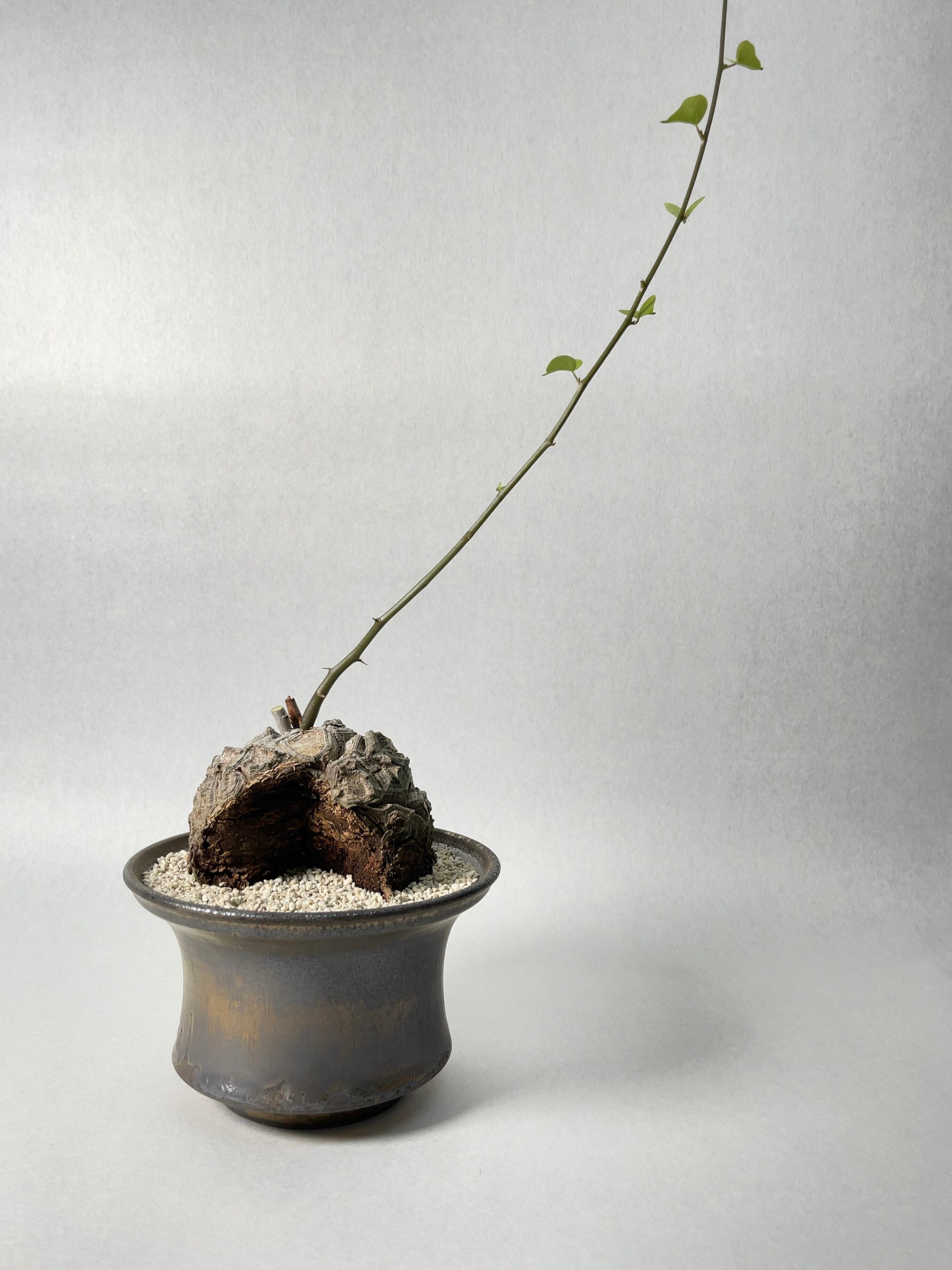 ディオスコレア・亀甲竜 | trigger