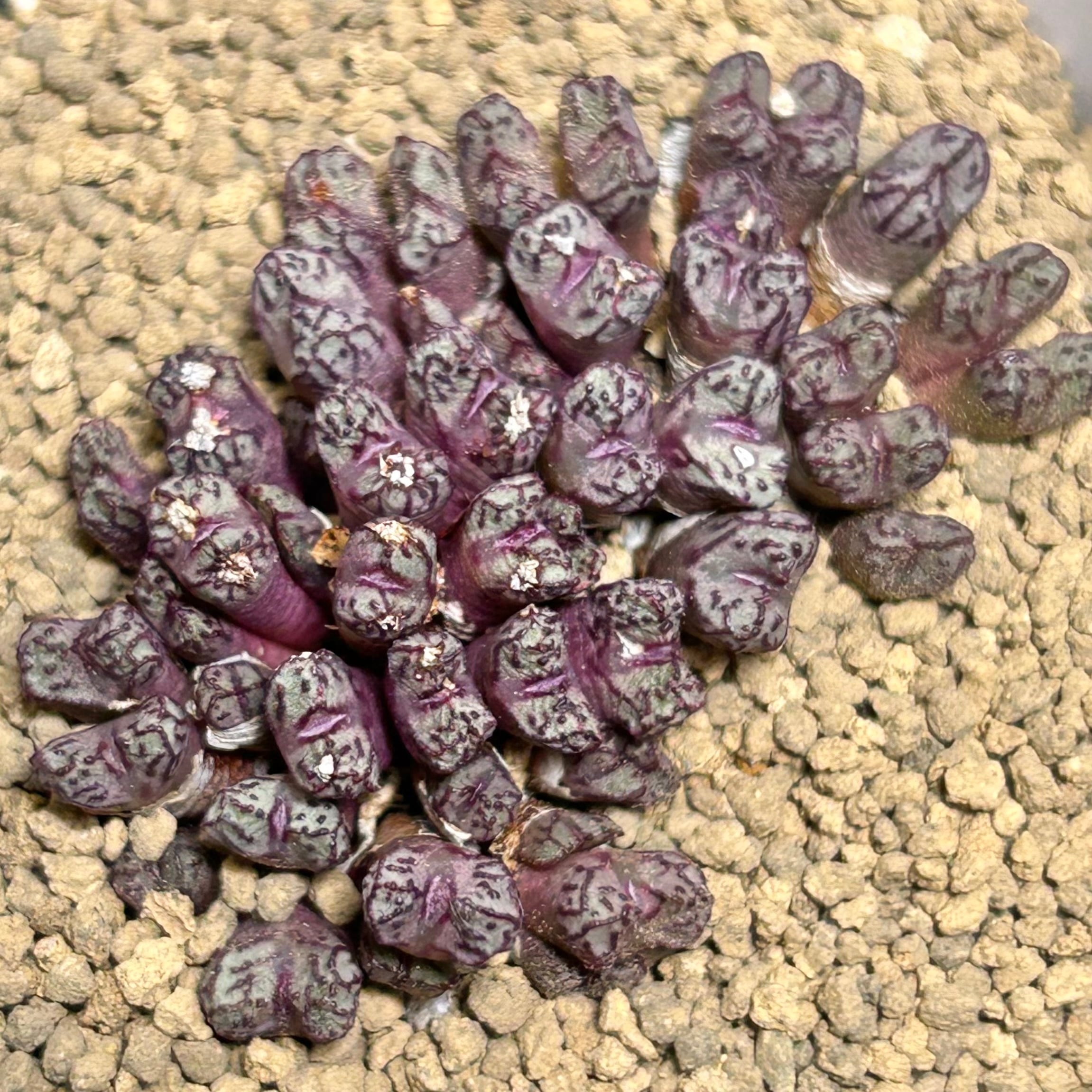 T)コノフィツム ルックホッフィー | RuPo 多肉植物専門店