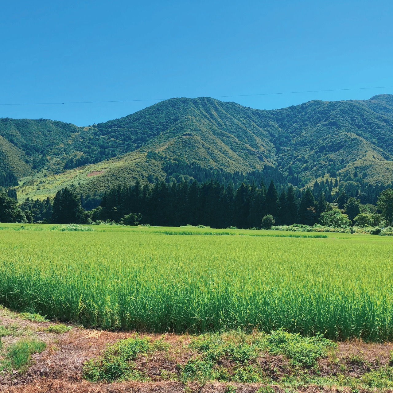 雪ノ王　精米（魚沼産コシヒカリ） / 5kg / 令和7年産