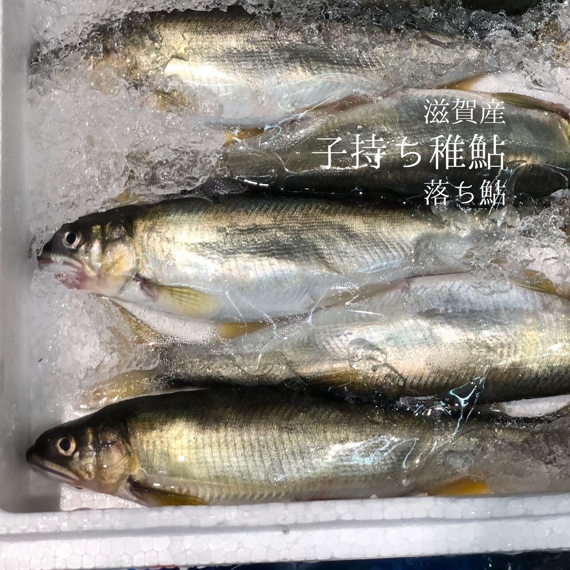 冷凍子持ち鮎10尾 1kg 10 Cs 愛知県産養殖 Wedge Homes Co Uk 冷凍子持ち鮎10尾 1kg 10 Cs 愛知県産養殖 Wedge Homes Co Uk