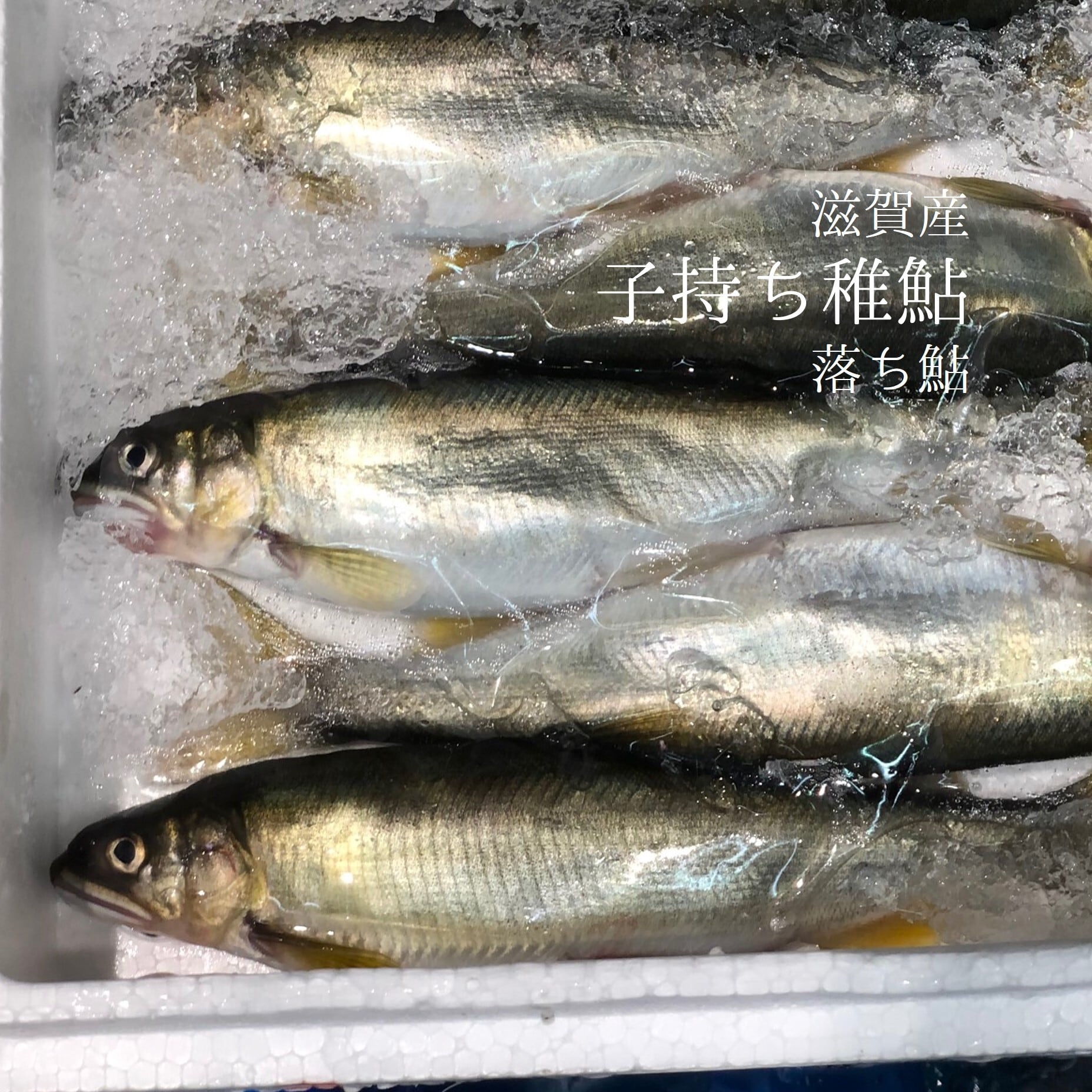 子持ち稚鮎 10尾入 養殖 滋賀産 子持ちチアユ10尾 冷蔵 豊洲直送 Okawari 豊洲直送の高級海産物をお届け