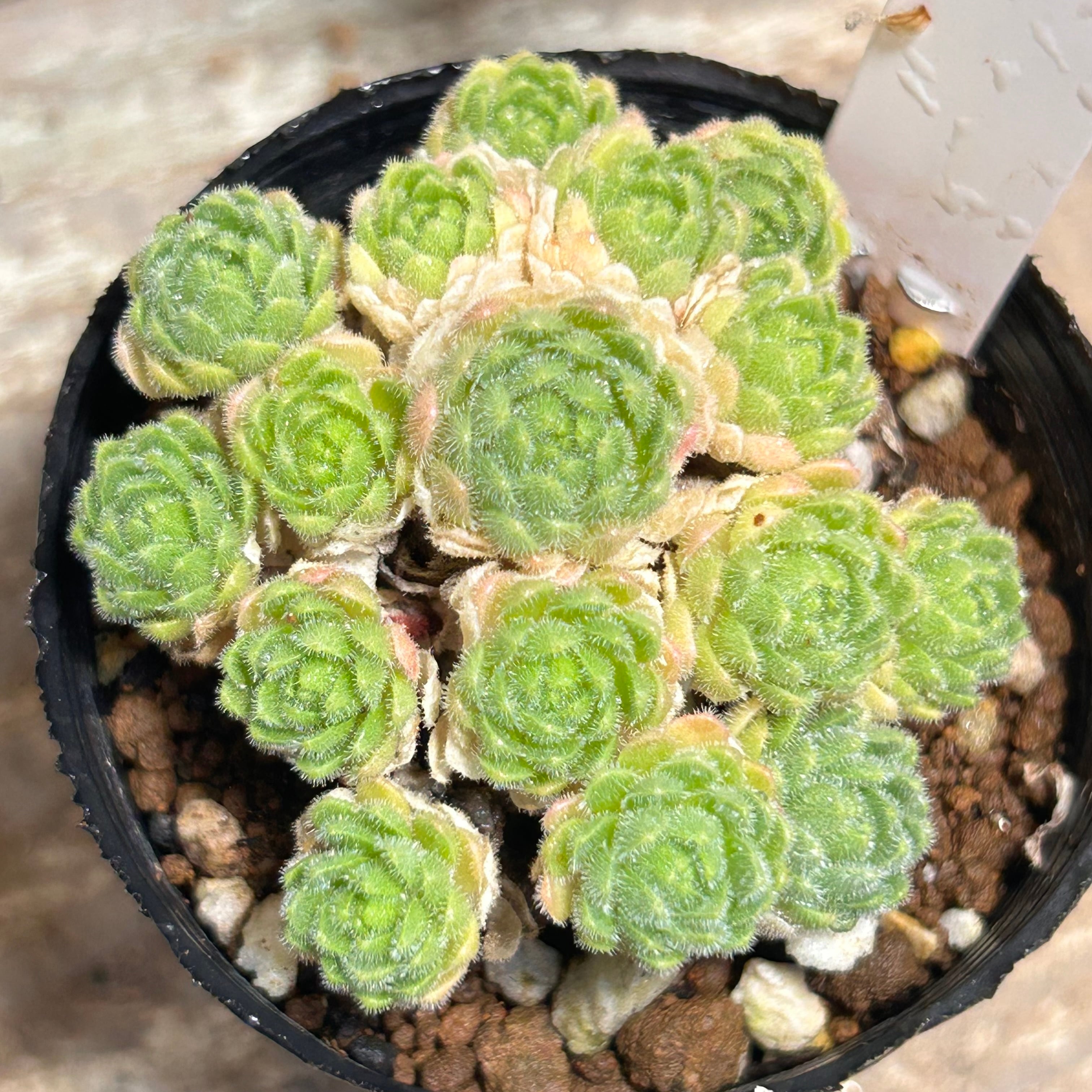 ブラッシングガーネット センペル | RuPo 多肉植物専門店