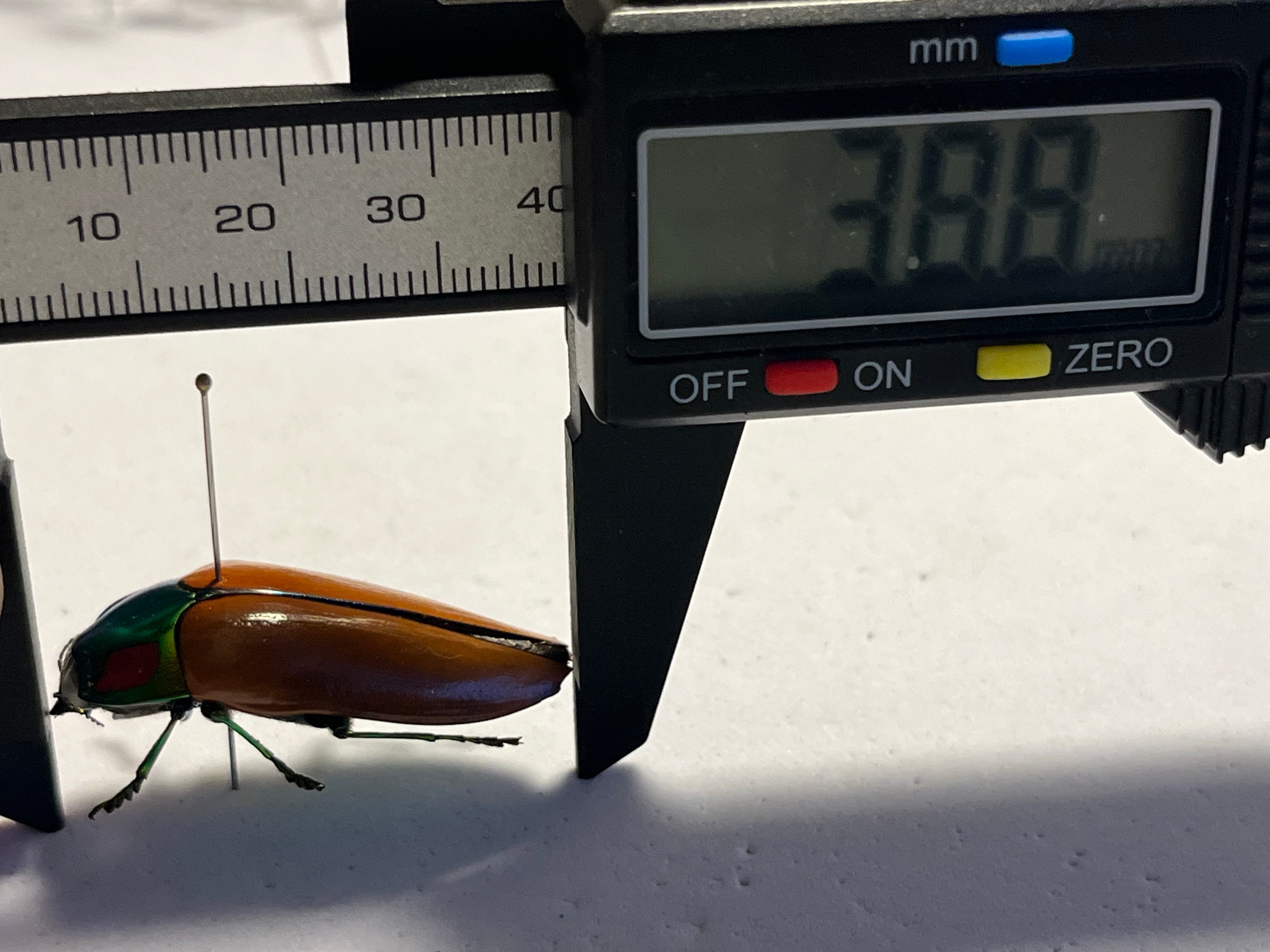38mm】種小名にも王の意を持つオウサマムカシタマムシ 標本タマムシ
