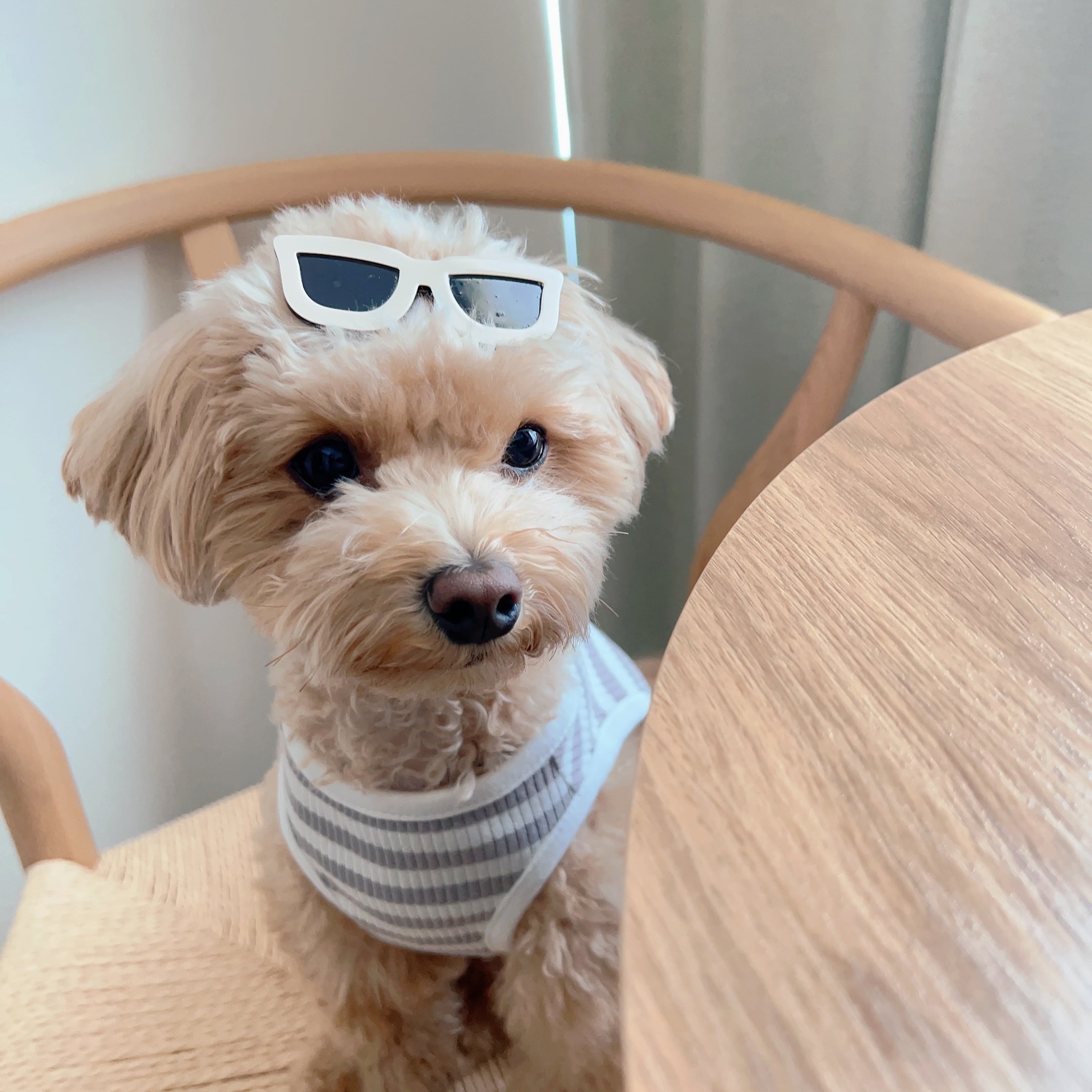 サングラスパッチン