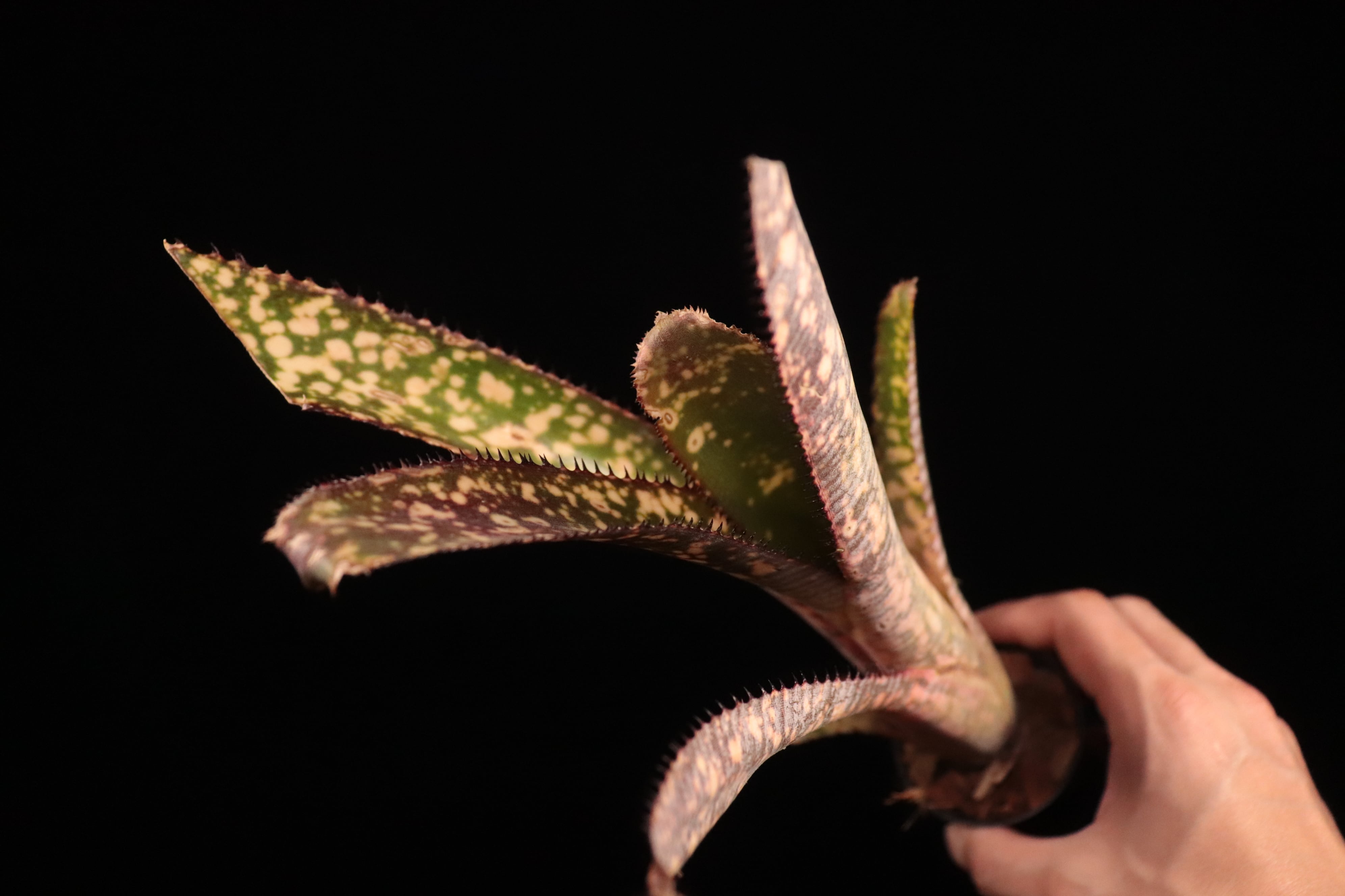 送料無料】Billbergia 'Kolan Offspring'〔ビルベルギア〕現品発送