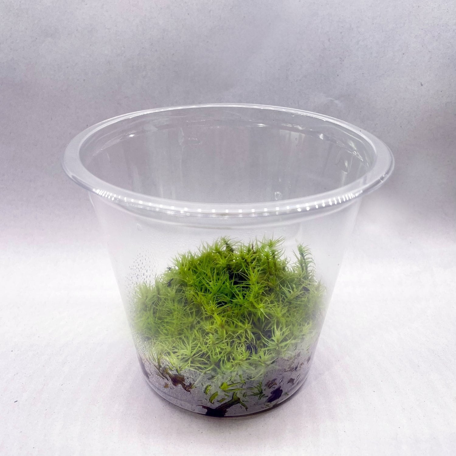 苔パック | 苔テラリウム専門店Feel The Garden 苔パック | 苔テラリウム専門店Feel The Garden