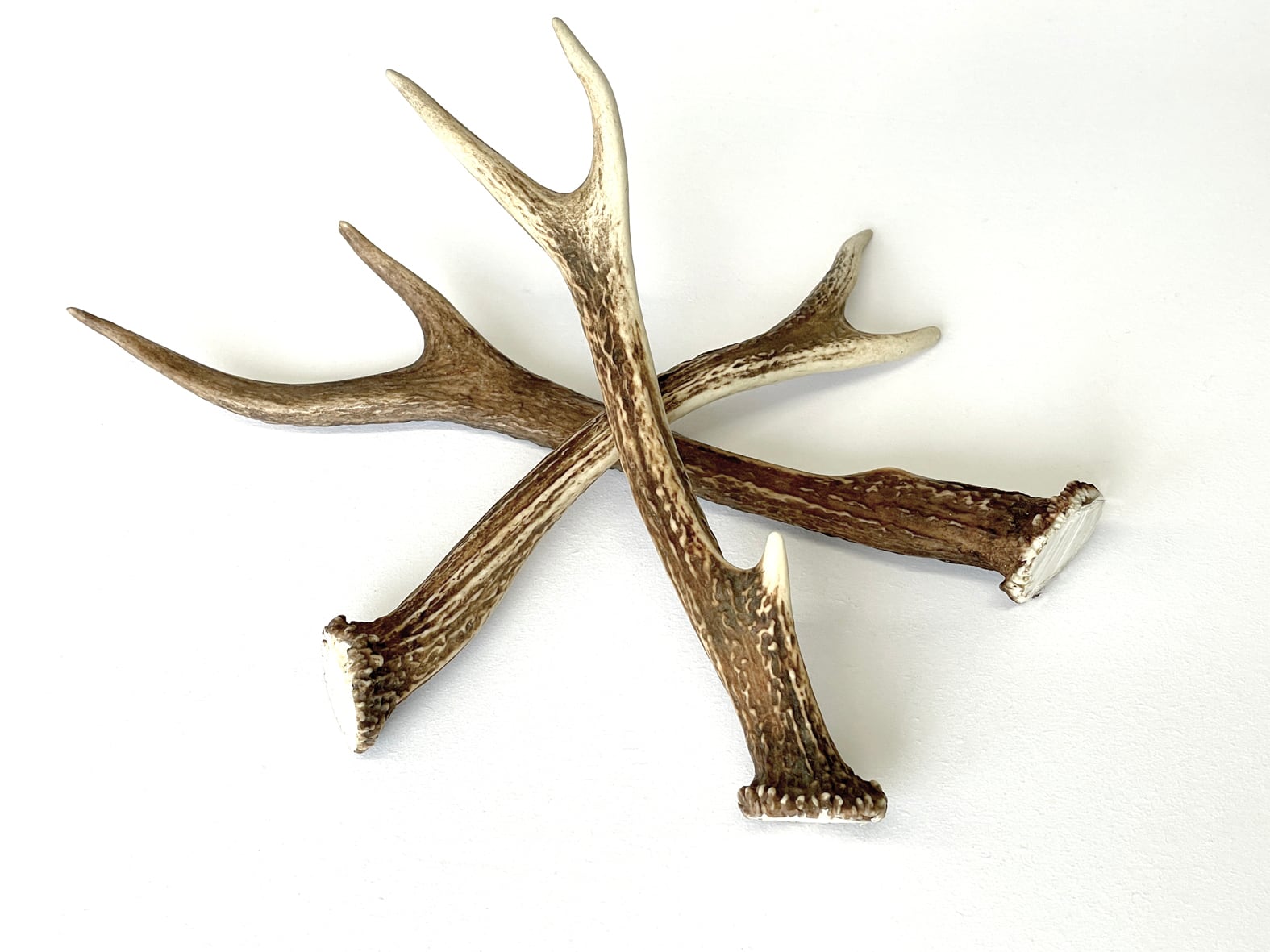 No.2 Honshu Deer Antlers ［本州鹿の角］ | Shiro's Pet Products 無