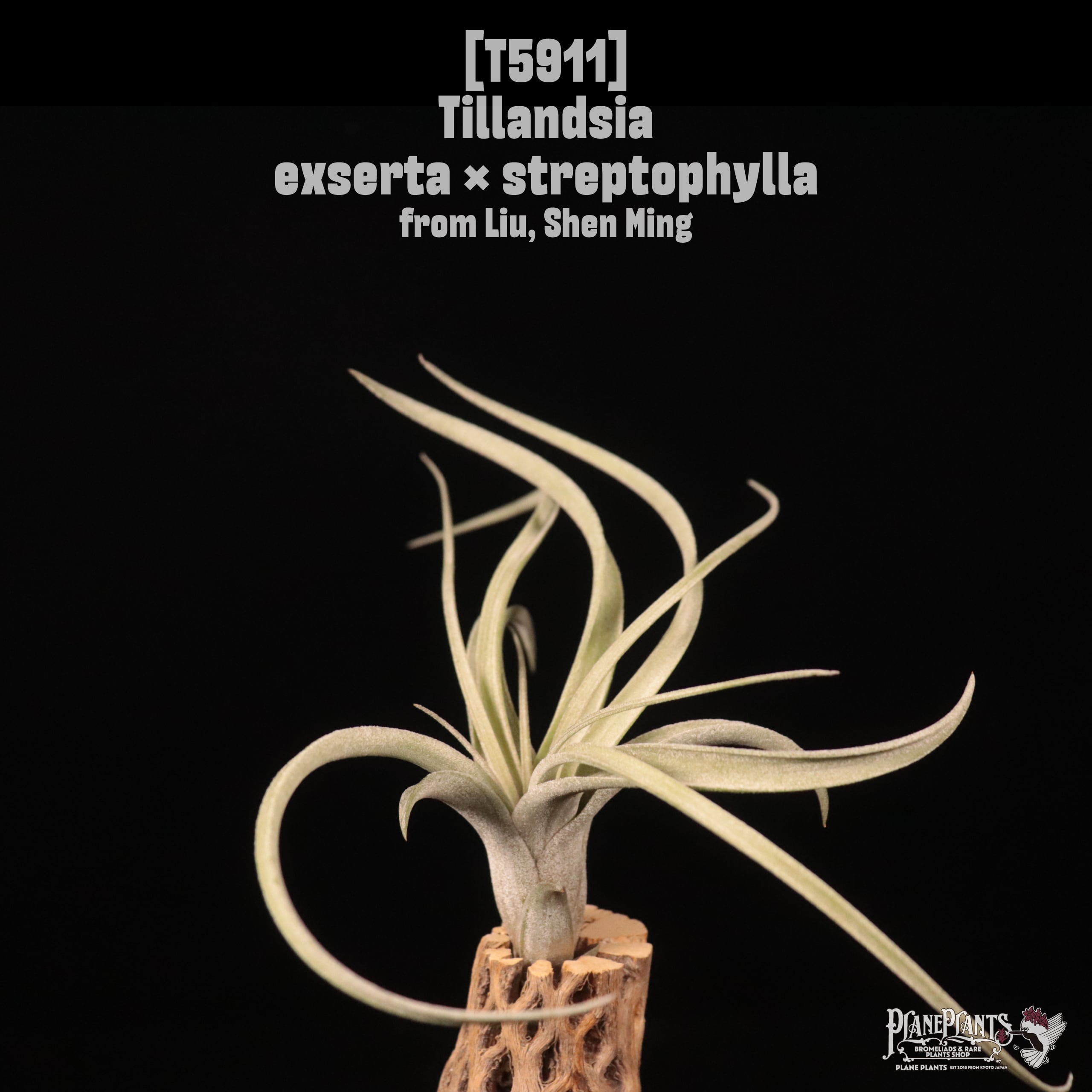 Tillandsia exserta × streptophylla〔エアプランツ〕T5911