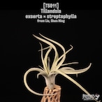 Tillandsia exserta × streptophylla〔エアプランツ〕T5911