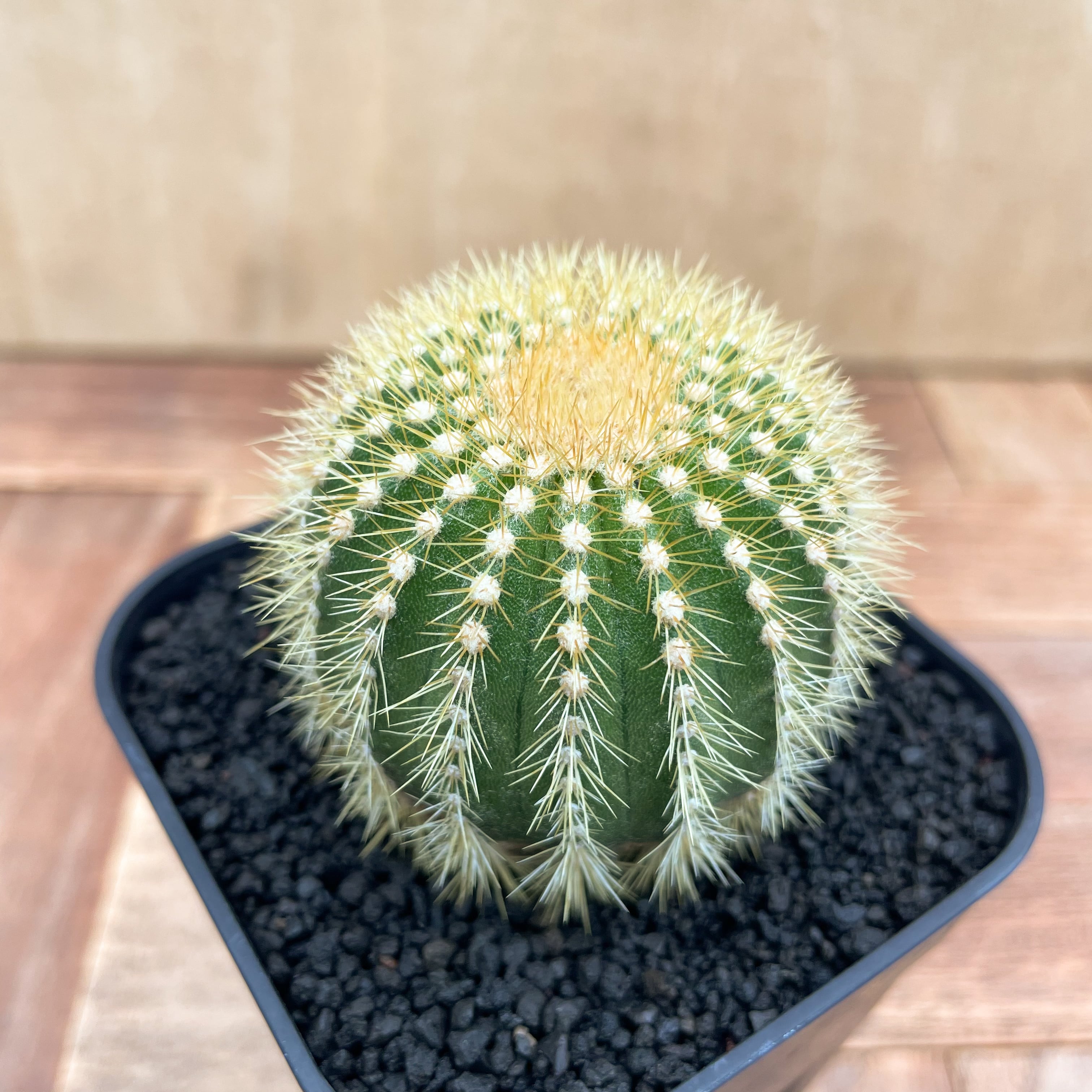 Uebelmannia pectinifera v. eriocactoides【ユーベルマニア・エリオ