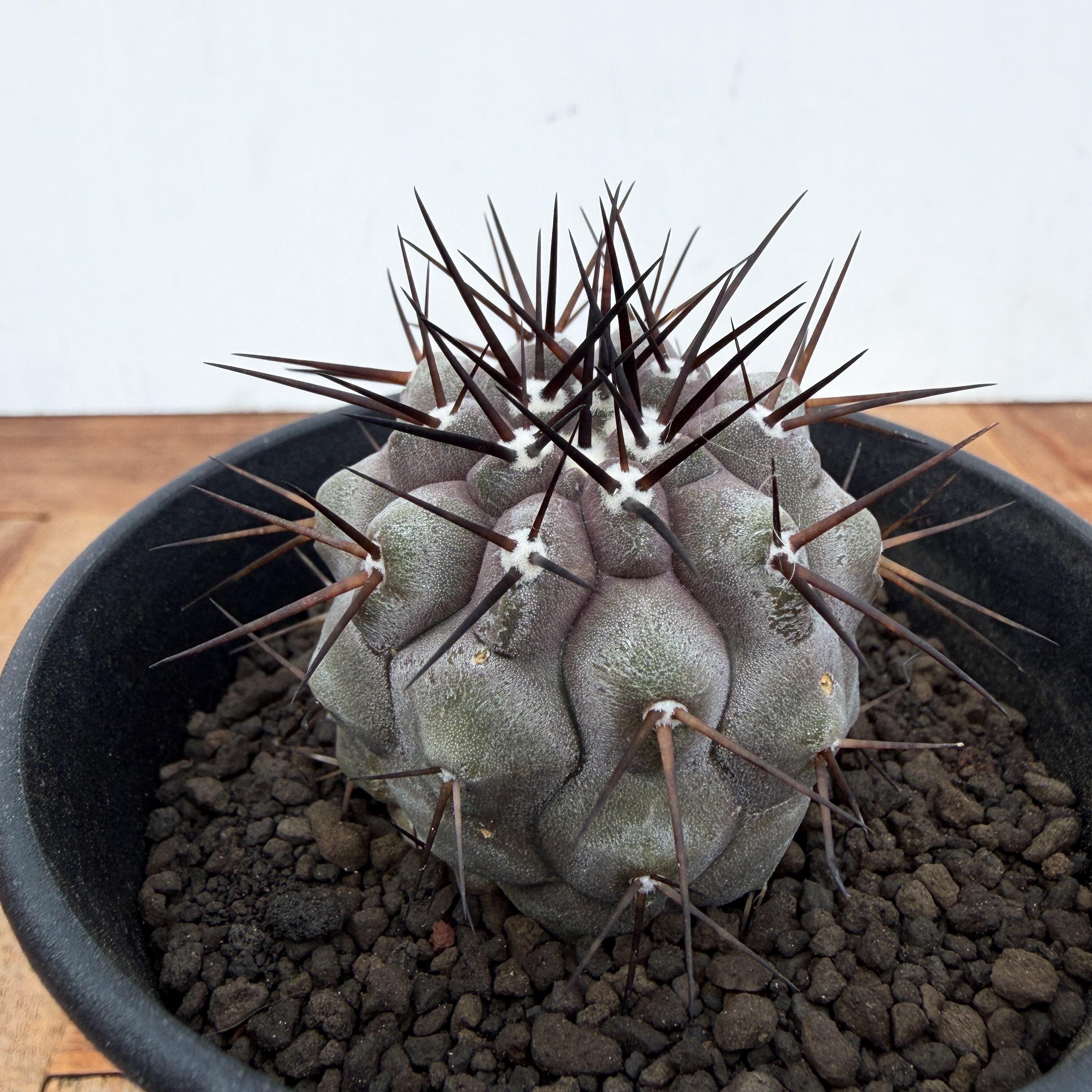 コピアポア　黒王丸　実生　美株 Copiapoa cinerea【コピアポア・黒王丸・実生】 | RIMO'S GREEN