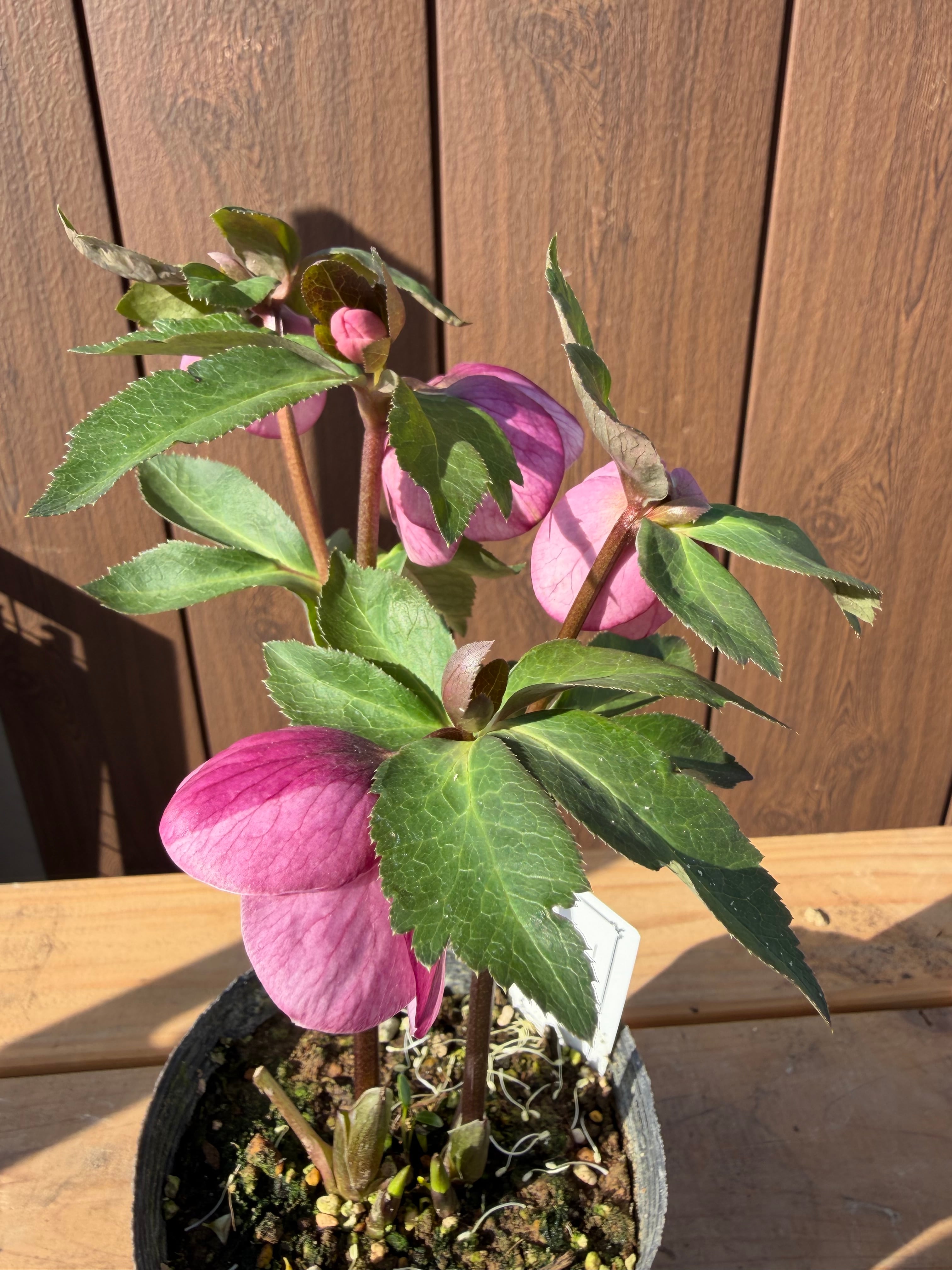 ピンクカップ咲きシングル 大和園 クリスマスローズ【Ya14】送料無料