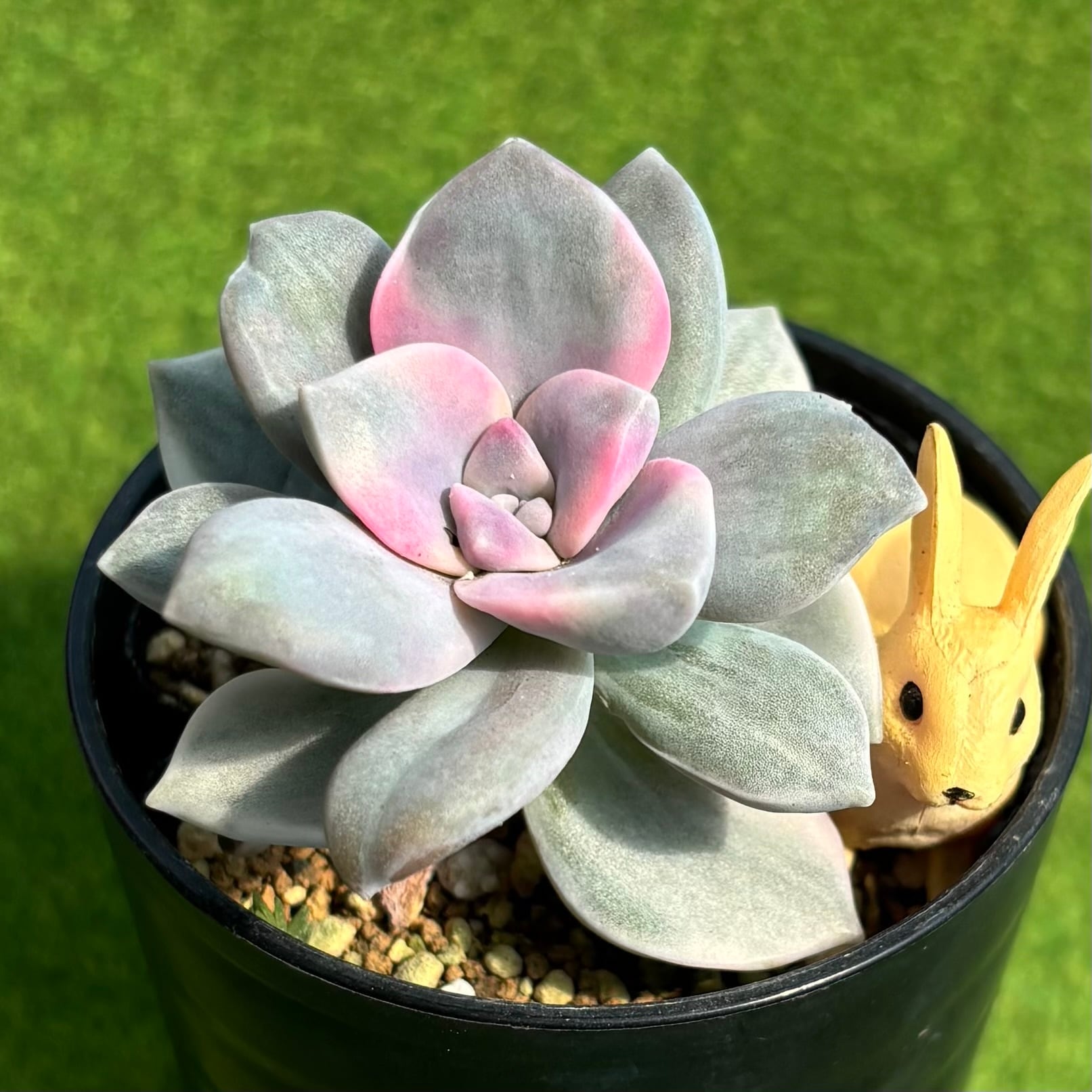 パープルディライト錦 | 多肉植物 豆彦商店
