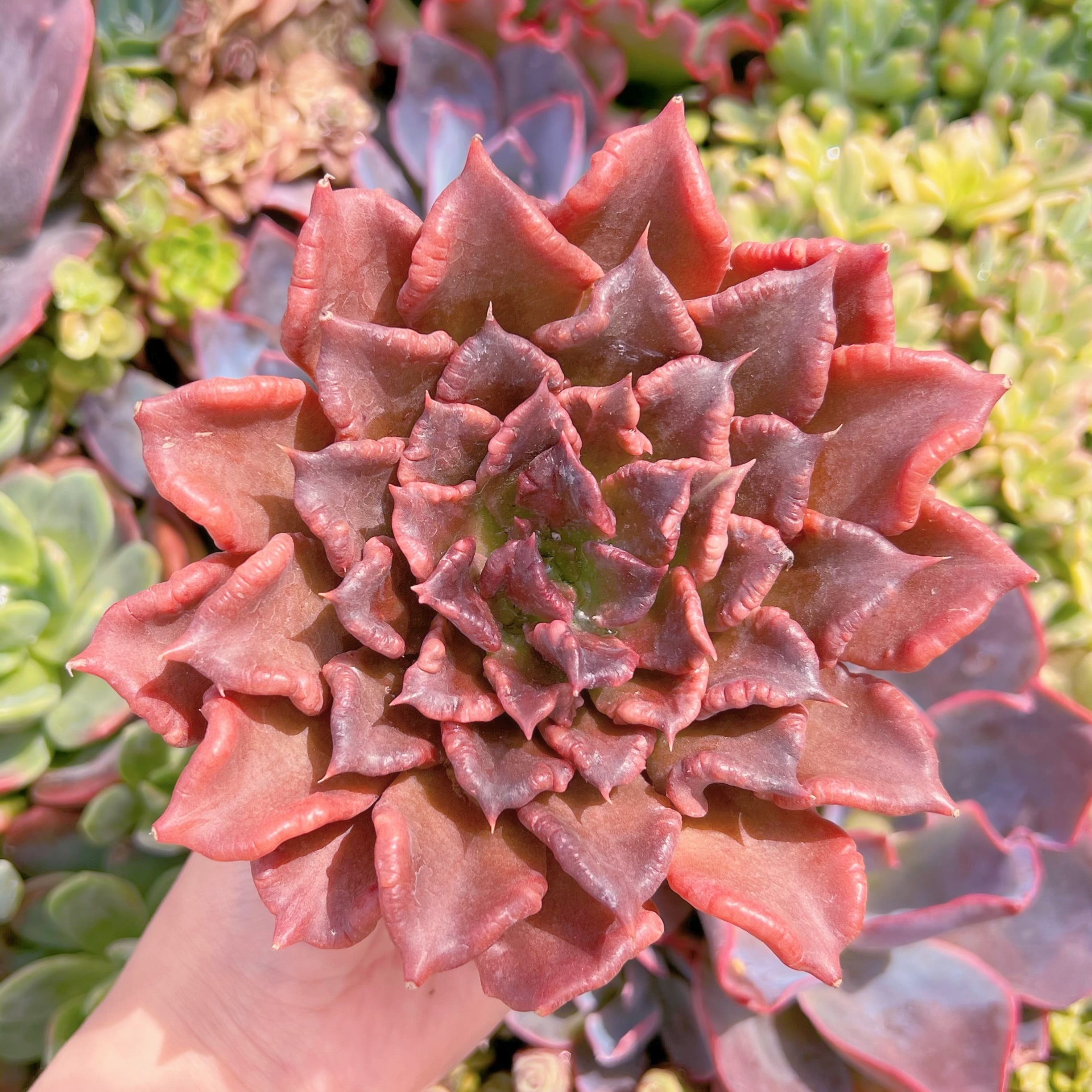 現品　レッドマディバ#K488　大苗　るる農園