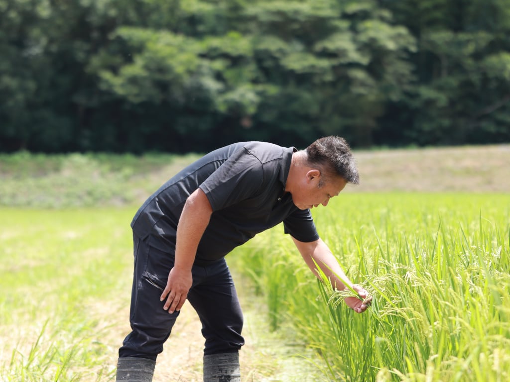 All ZERO] ミルキークィーン2kg 滋賀県竜王町「若井農園 若井康徳」（5