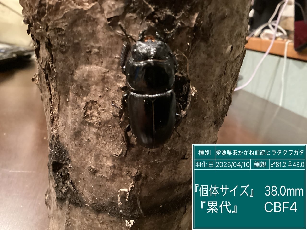 本土ヒラタクワガタ愛知県産ペア NO29 ♂67mm ♀36.5mm | 国産クワガタ 本土ヒラタクワガタ愛知県産ペア NO29 ♂67mm ♀36.5mm | 国産クワガタ