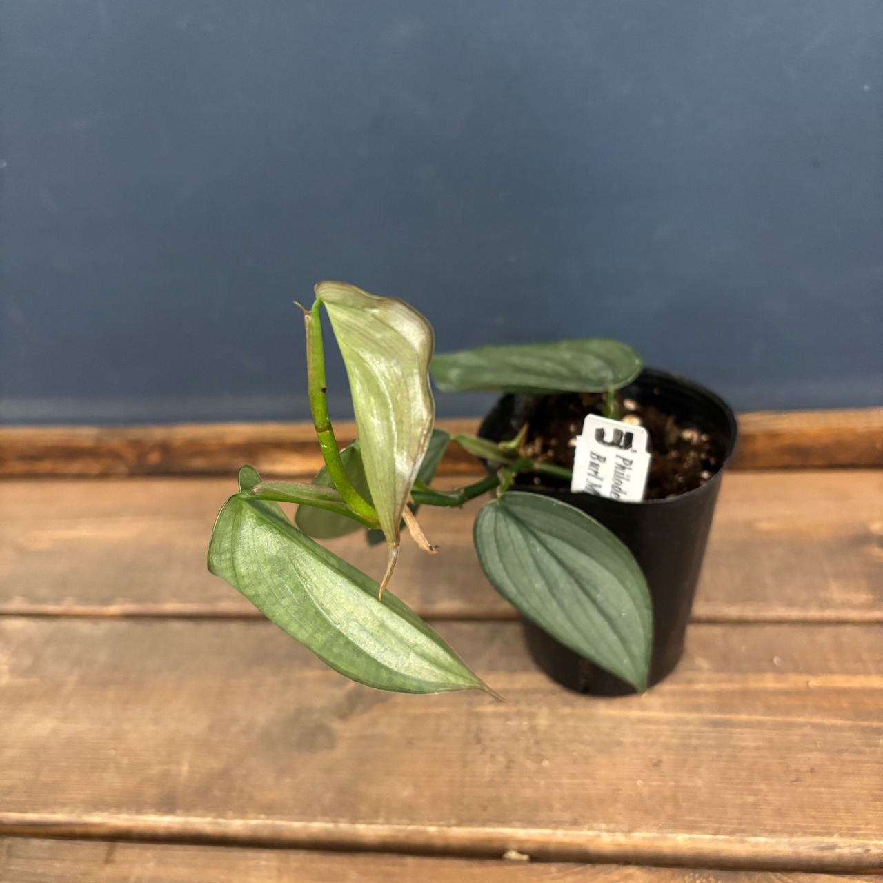 フィロデンドロン　バールマルクス　ファンタジー【382】