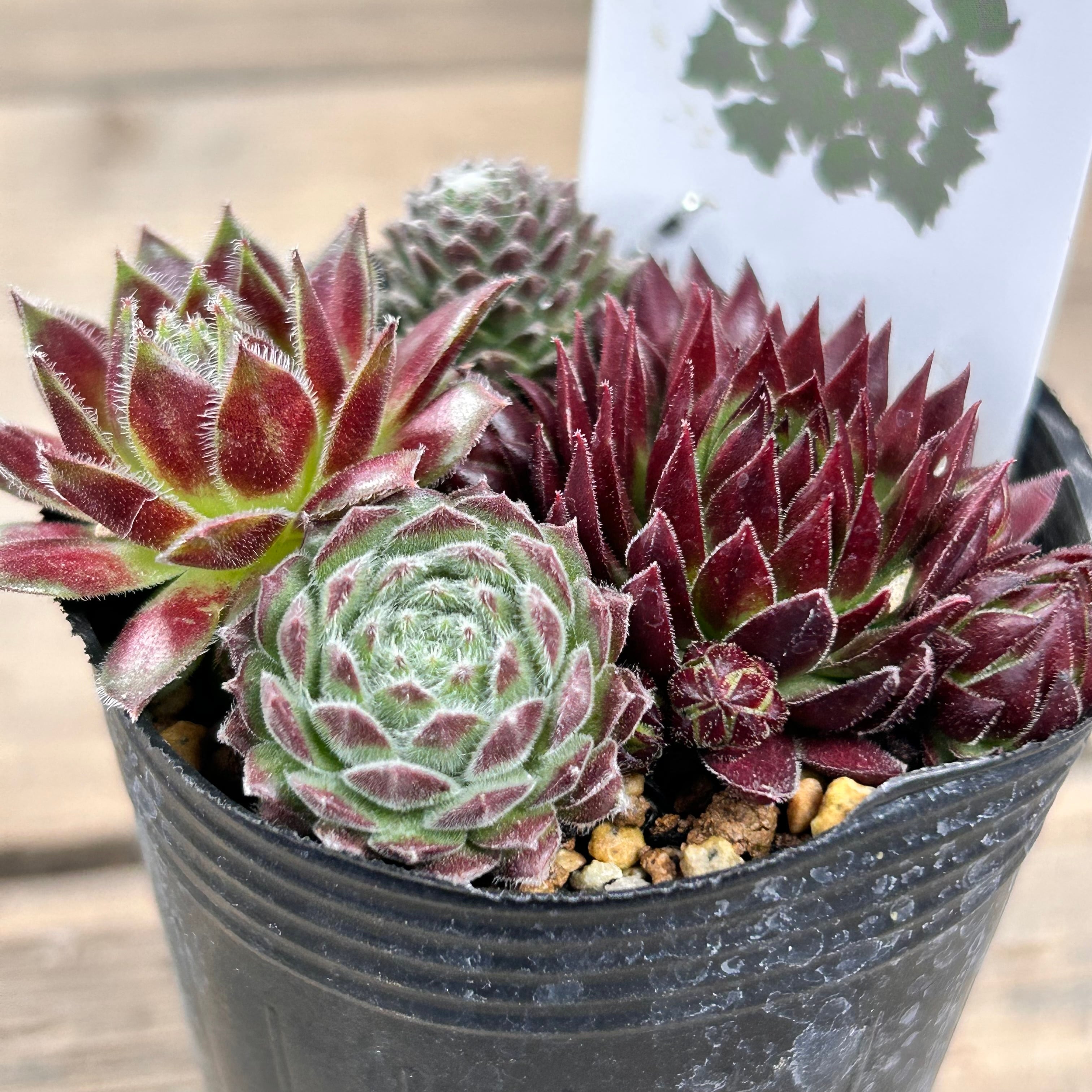 売切sale センペル森 センペル丼30cm大鉢✡️Sempervivum 寄植 売切sale センペル森 センペル丼30cm大鉢✡️Sempervivum 寄植 売切