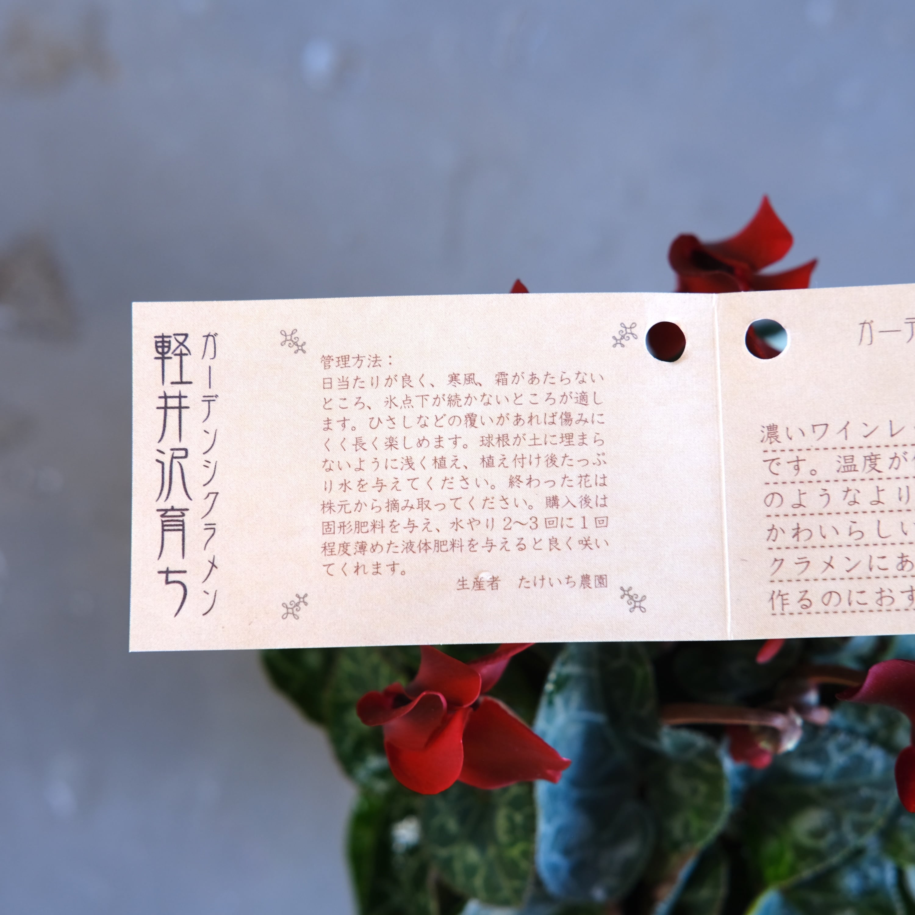 ガーデンシクラメン《 ショコラ 》軽井沢育ち 3号鉢 | グリーン