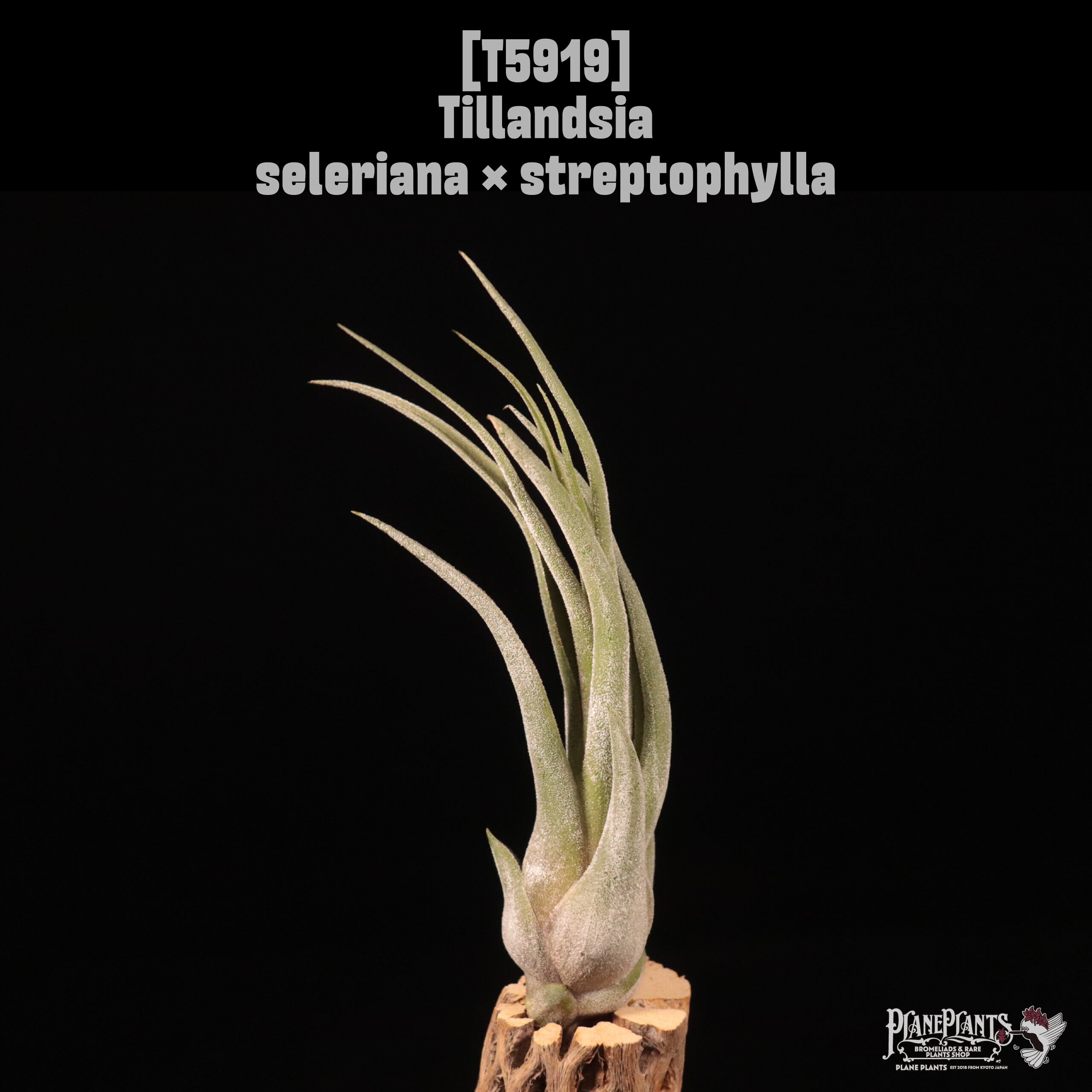 Tillandsia seleriana × streptophylla〔エアプランツ〕T5919