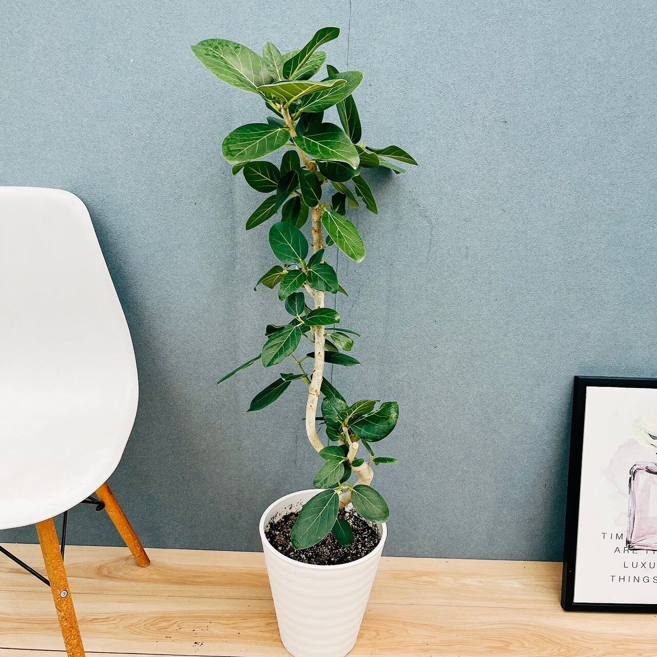 現品］97番 フィカス ベンガレンシス 曲がり 8号 観葉植物 室内 大型