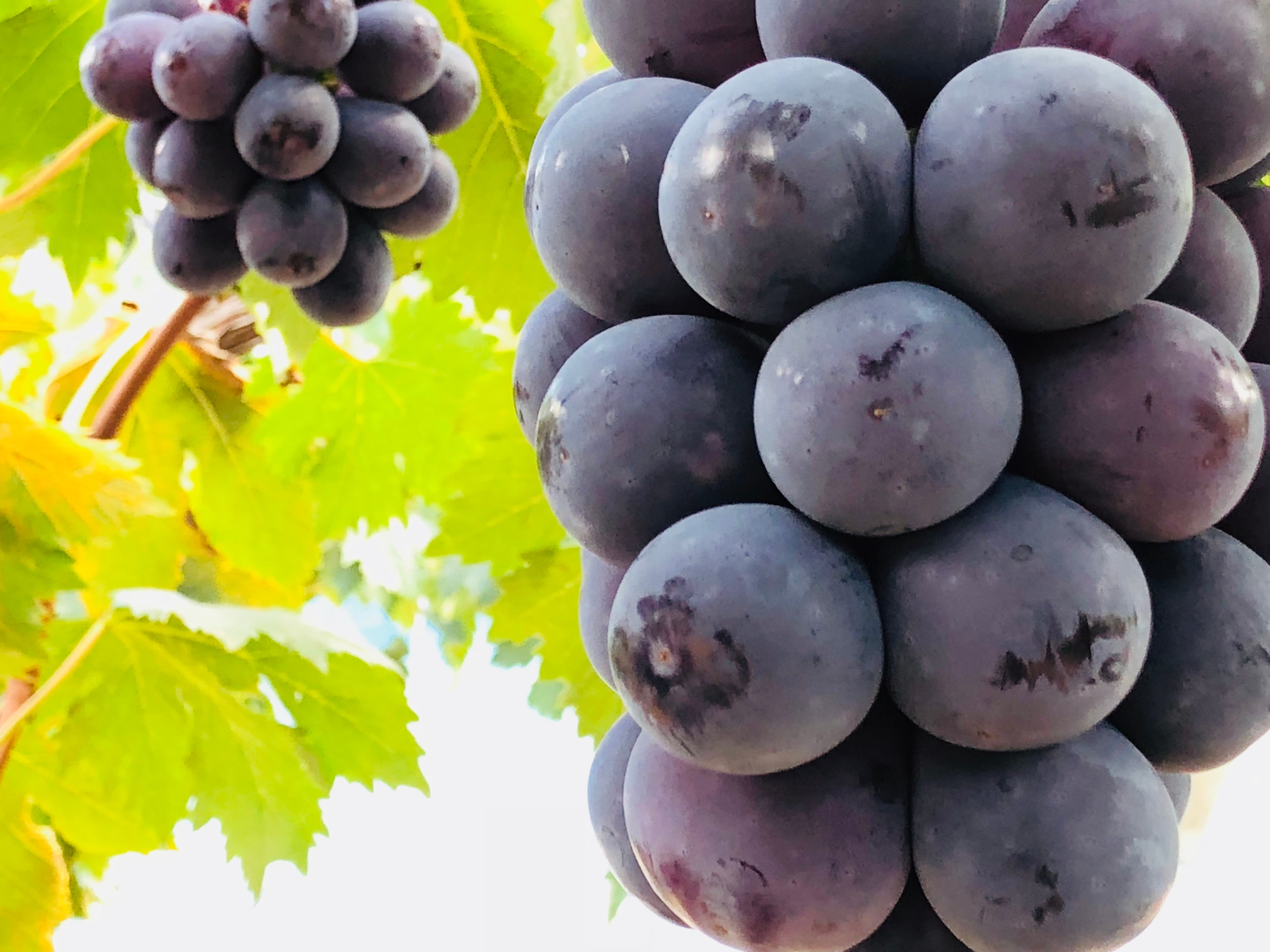 ピオーネ 2kg (岡山県産・種なし)