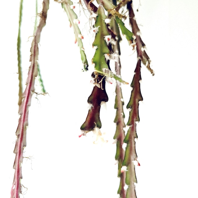 開花中✨花芽付き レピスミウム クルシフォルメ ロングサイズ1m 森林サボテン calm cafe