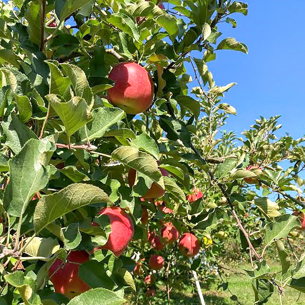 りんご（サンふじ　家庭用バラ詰め5kg）　せじ農園