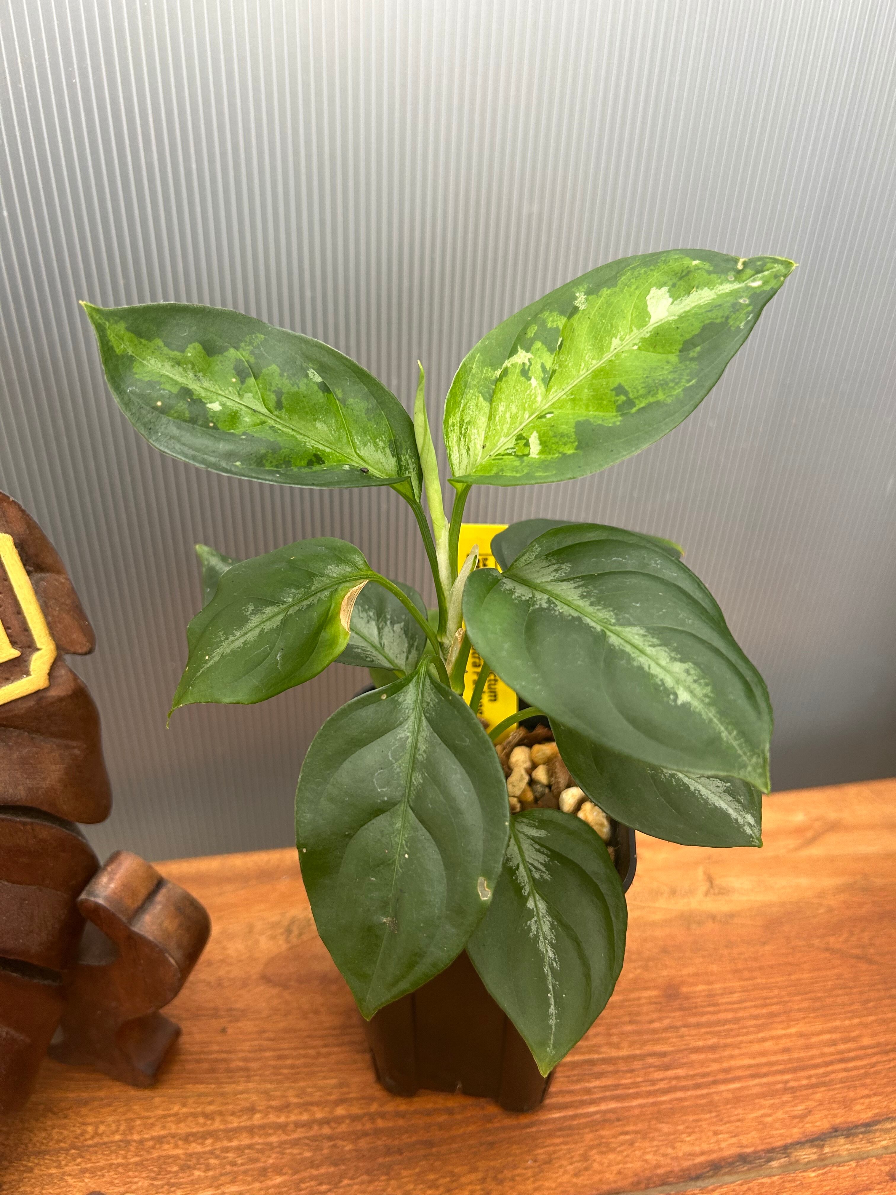 キルトスペルマ ジョンストニー | BA PLants