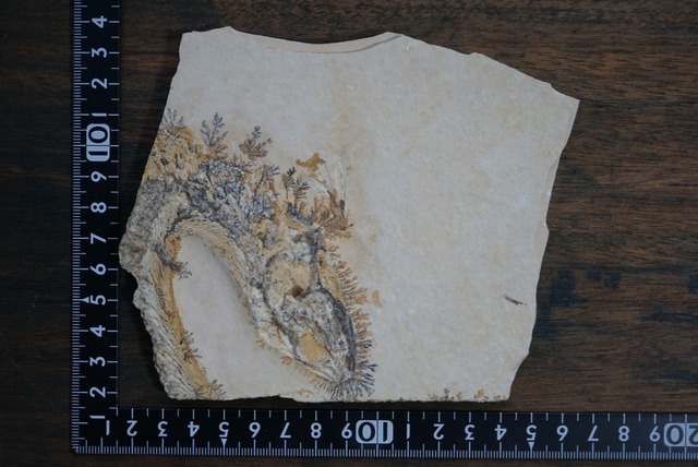 ドイツ産魚化石/デンドライト 忍石 Fish Fossil / Dendritic limestone 1820