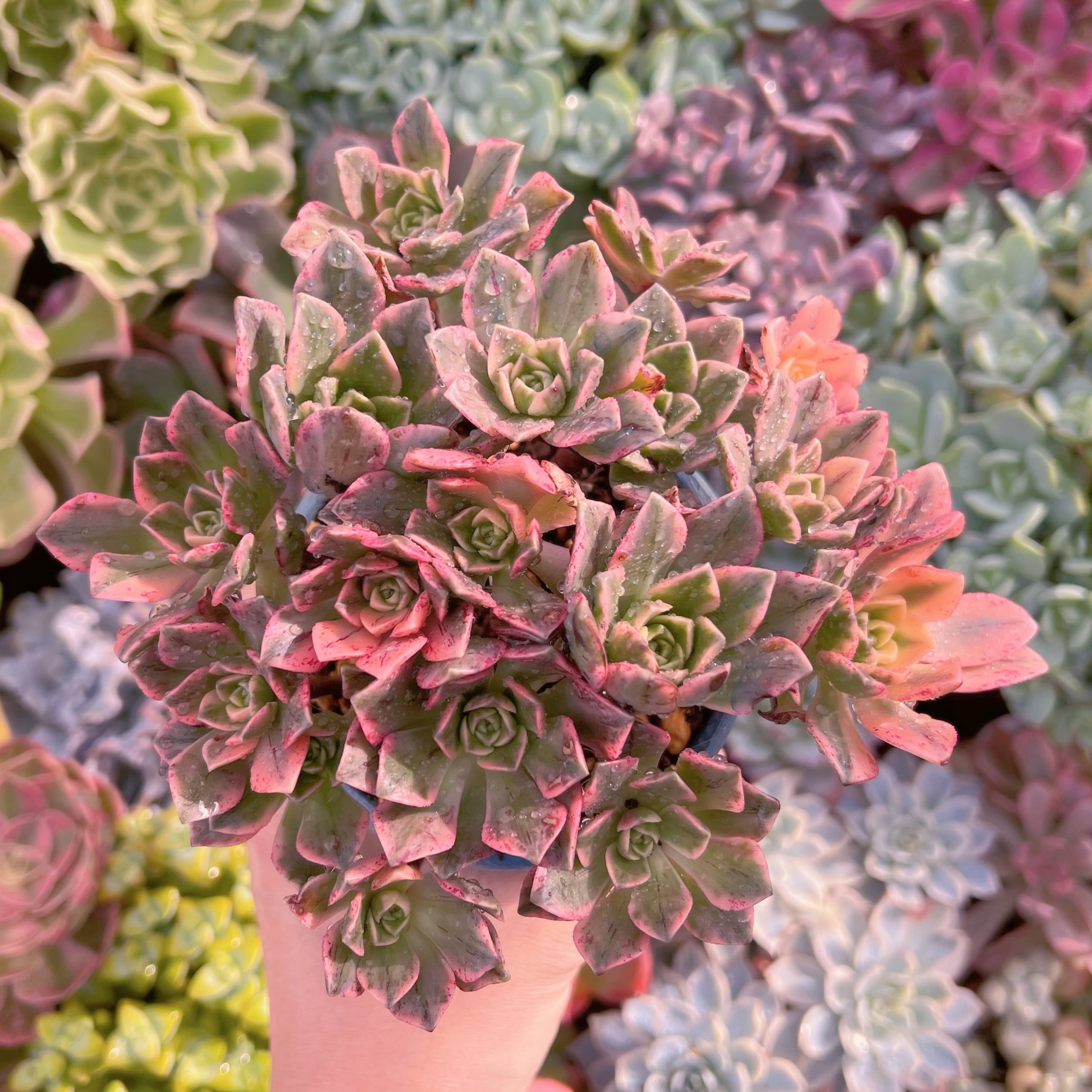 現物　sweet tea#603  るる農園