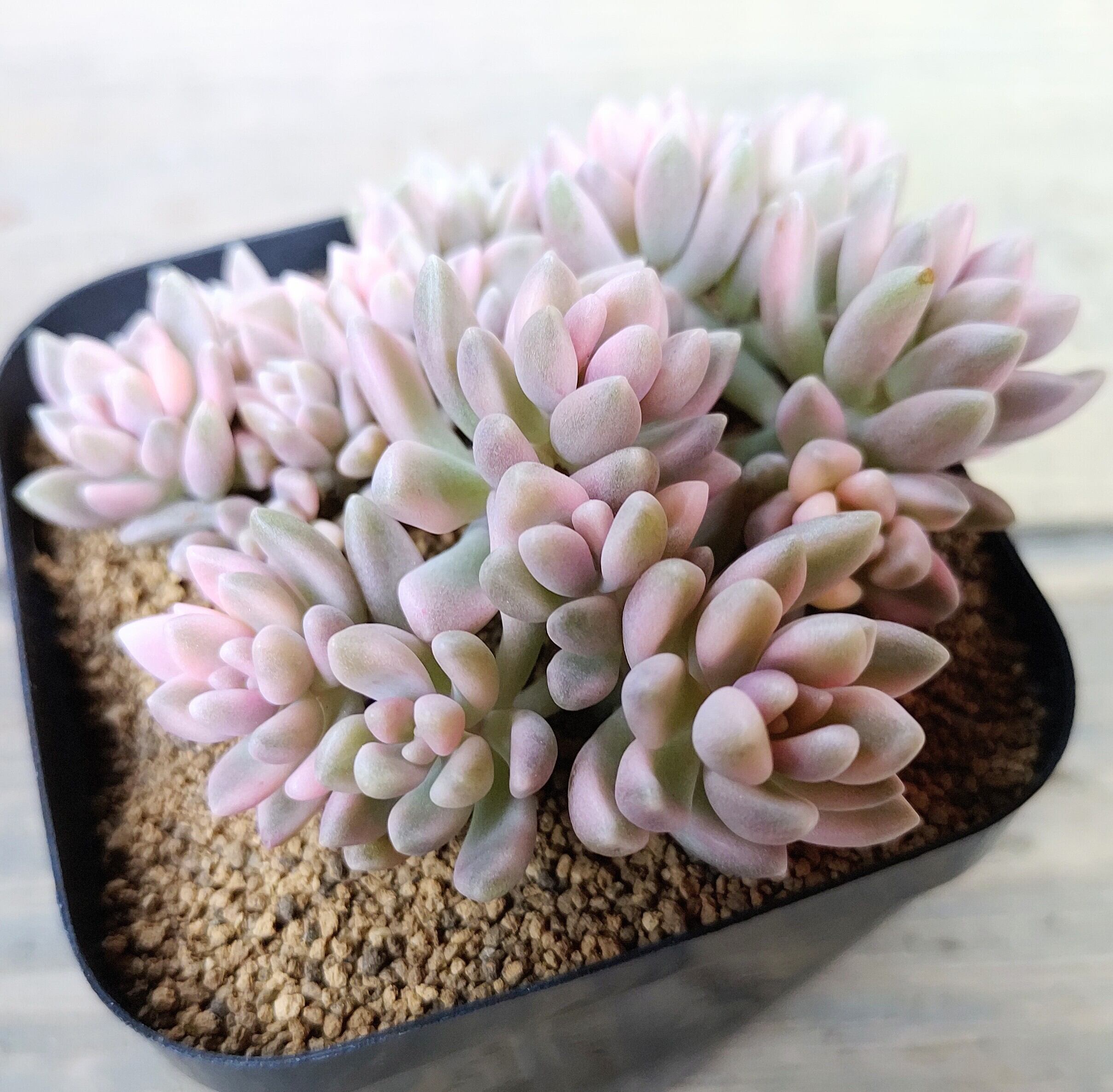 姫秀麗錦 限定1点 | RuPo 多肉植物専門店