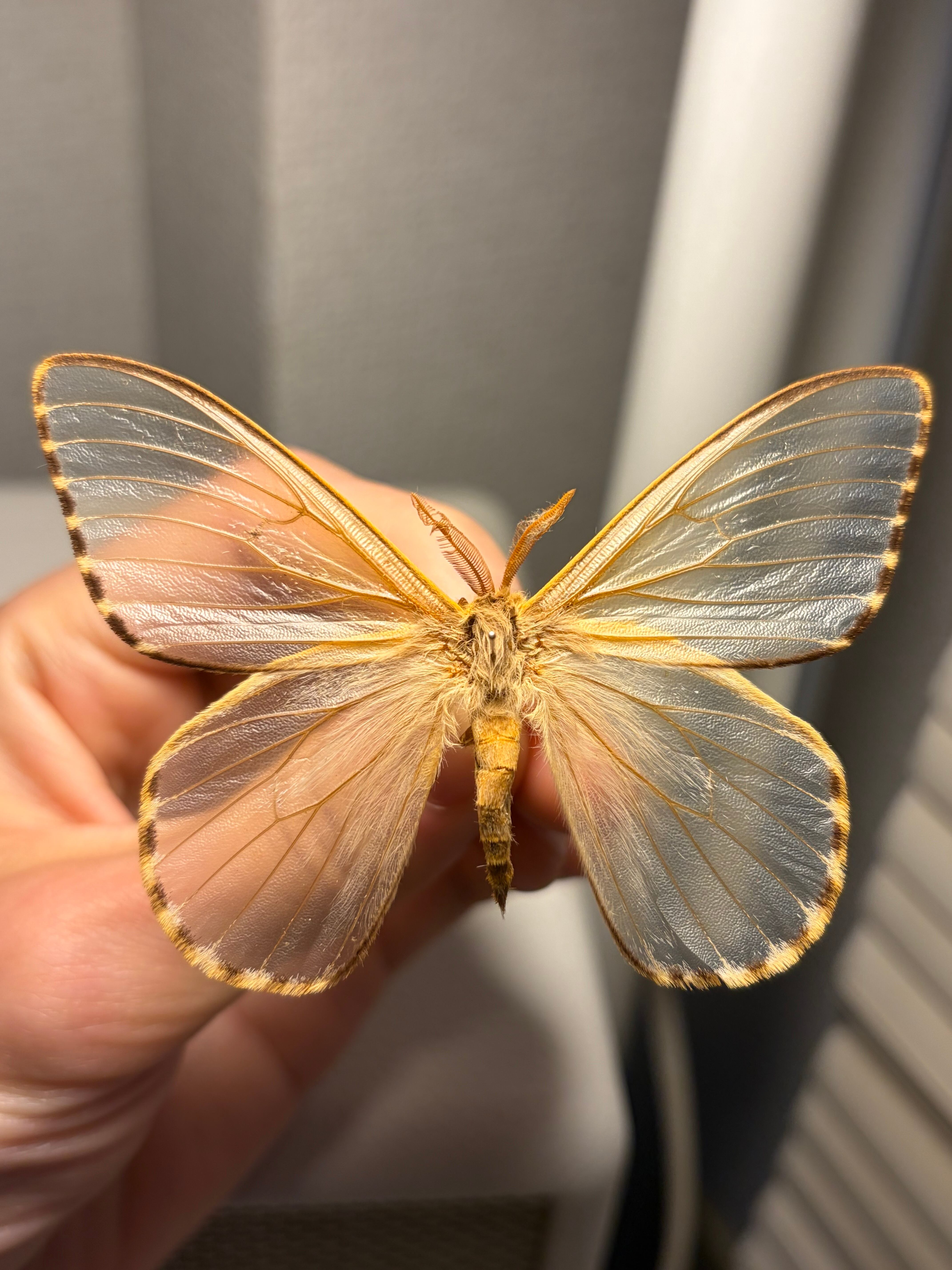 スカシヤママユ スカシジャノメ 標本 ヤママユガ 蛾 Parnassius 外国産
