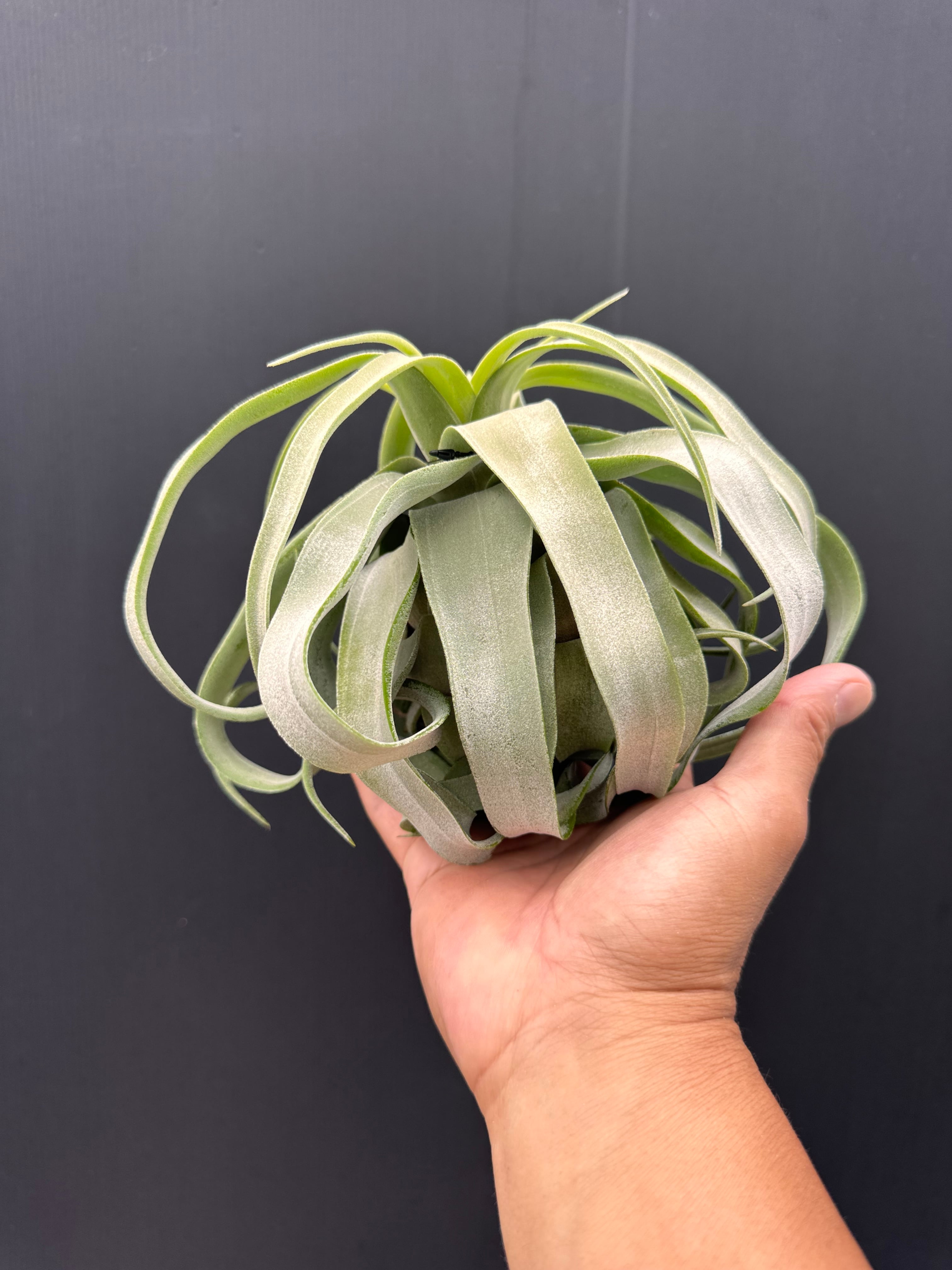 キセログラフィカxカピタータマロン① xerographica x capitata