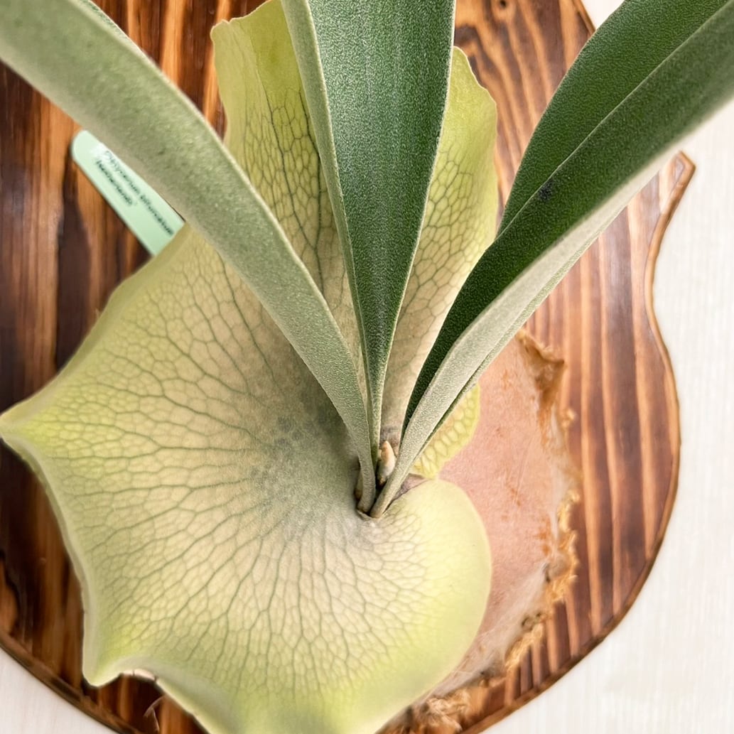 ビカクシダ ネザーランド 大サイズ 板付 【観葉植物 室内 コウモリラン