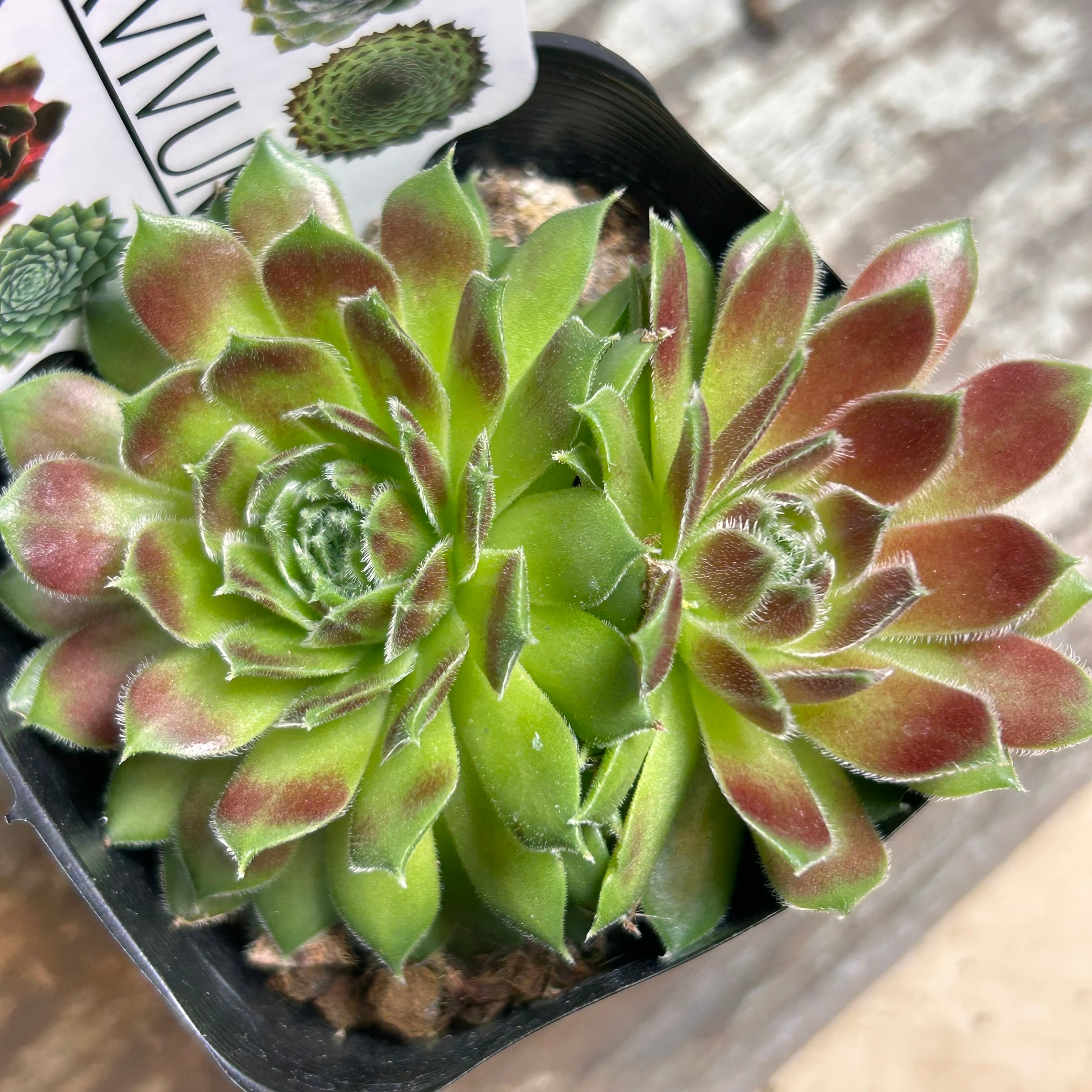 香川県I様ご注文 ラブリーレディ センペルビューム | RuPo 多肉植物専門店