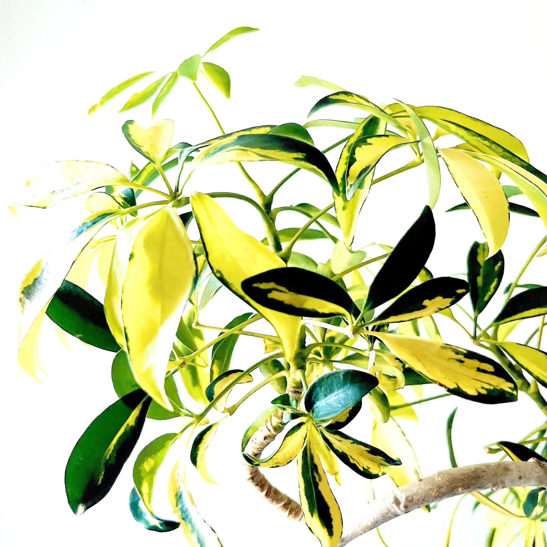 Luxury Plants】希少 シェフレラ・グランディ 斑入り 観葉植物 calm
