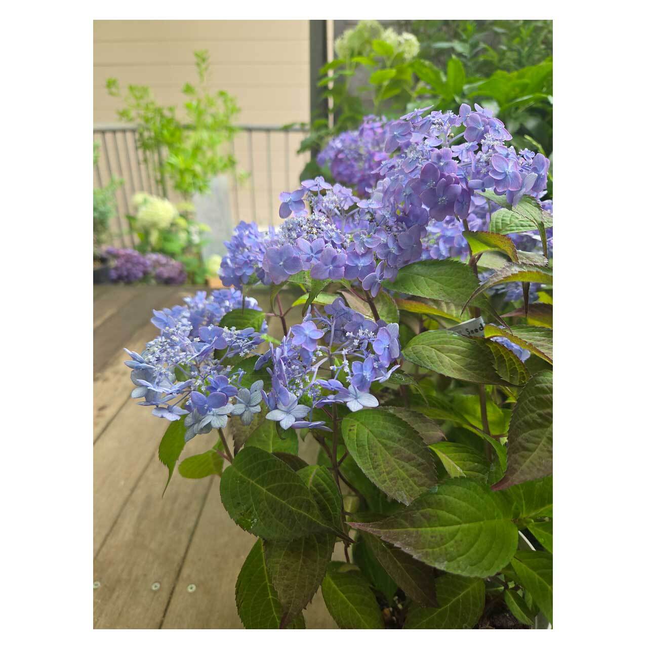 Hydrangea 'atsumi no nijimaru' | Seeding