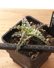 抜き苗 アロエ TCT ラズライト Aloe 'Lazurite'