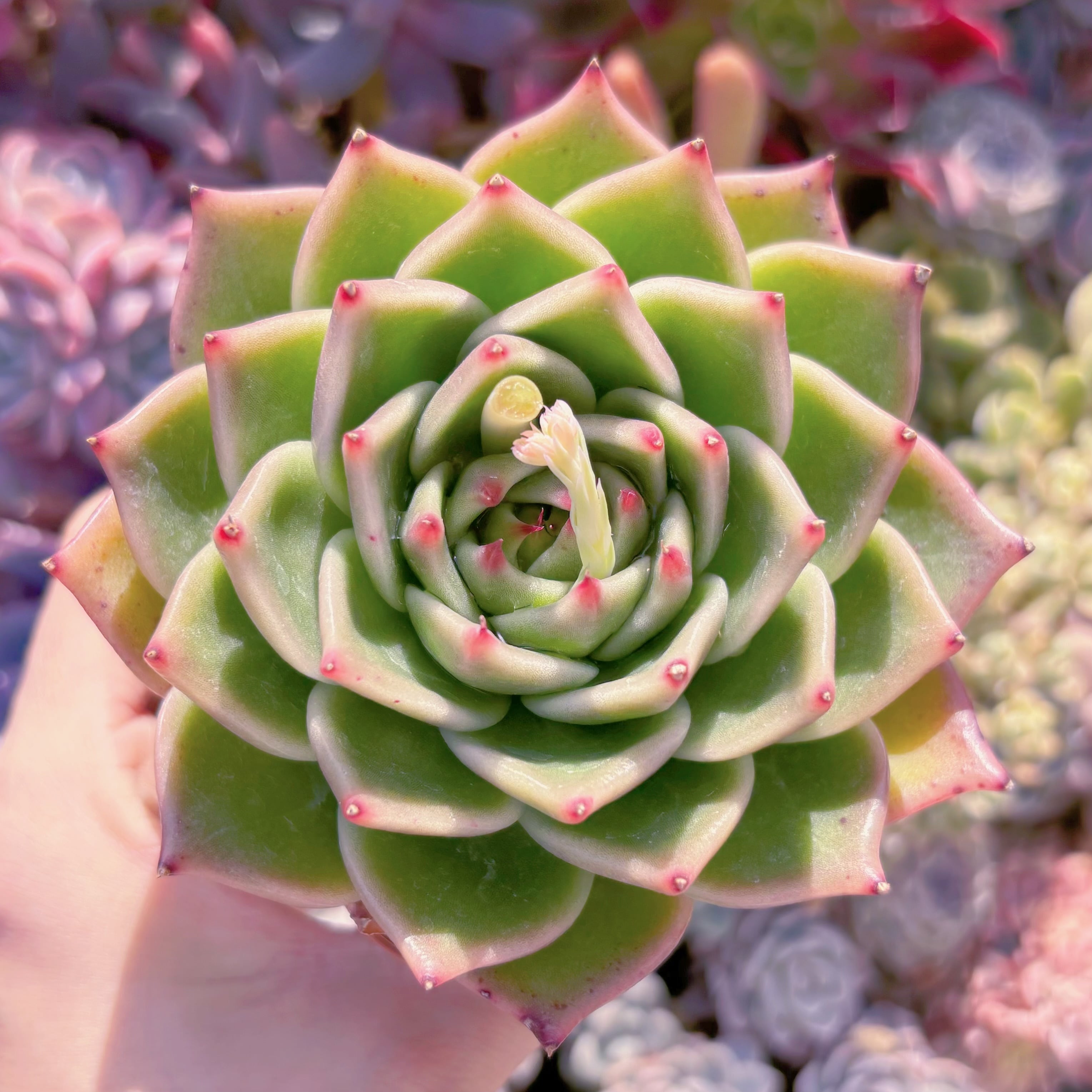 現品　ブルードラゴン#717　大苗　るる農園