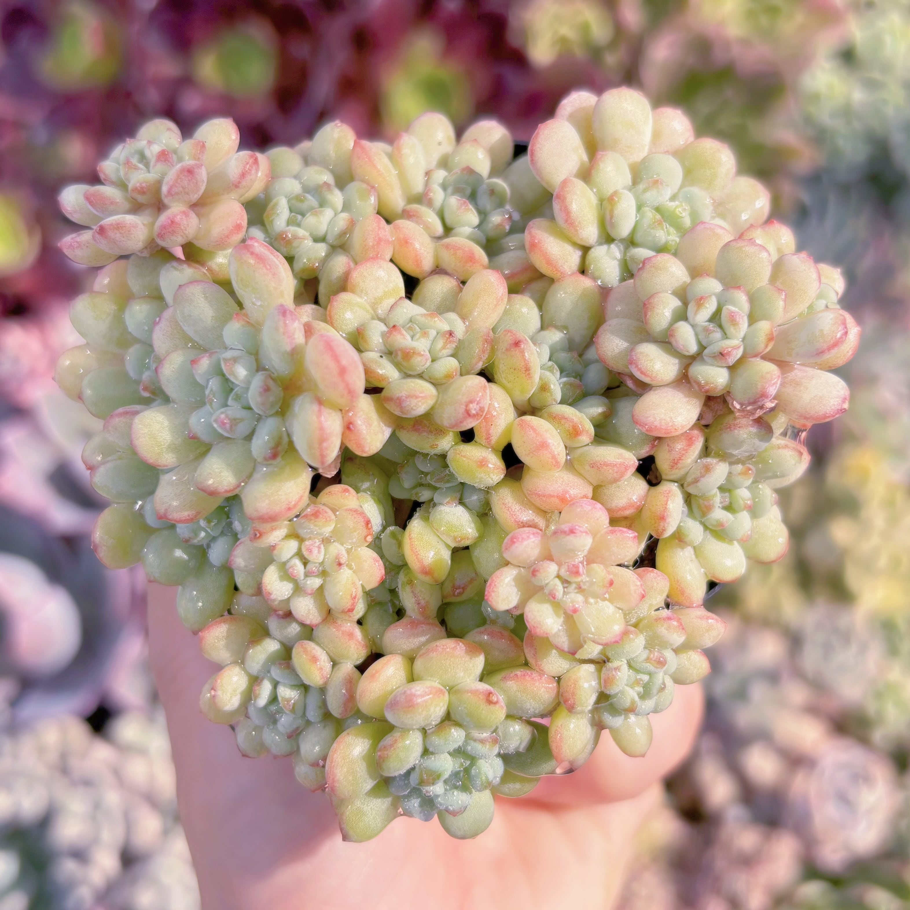 現品　萌豆#912　るる農園