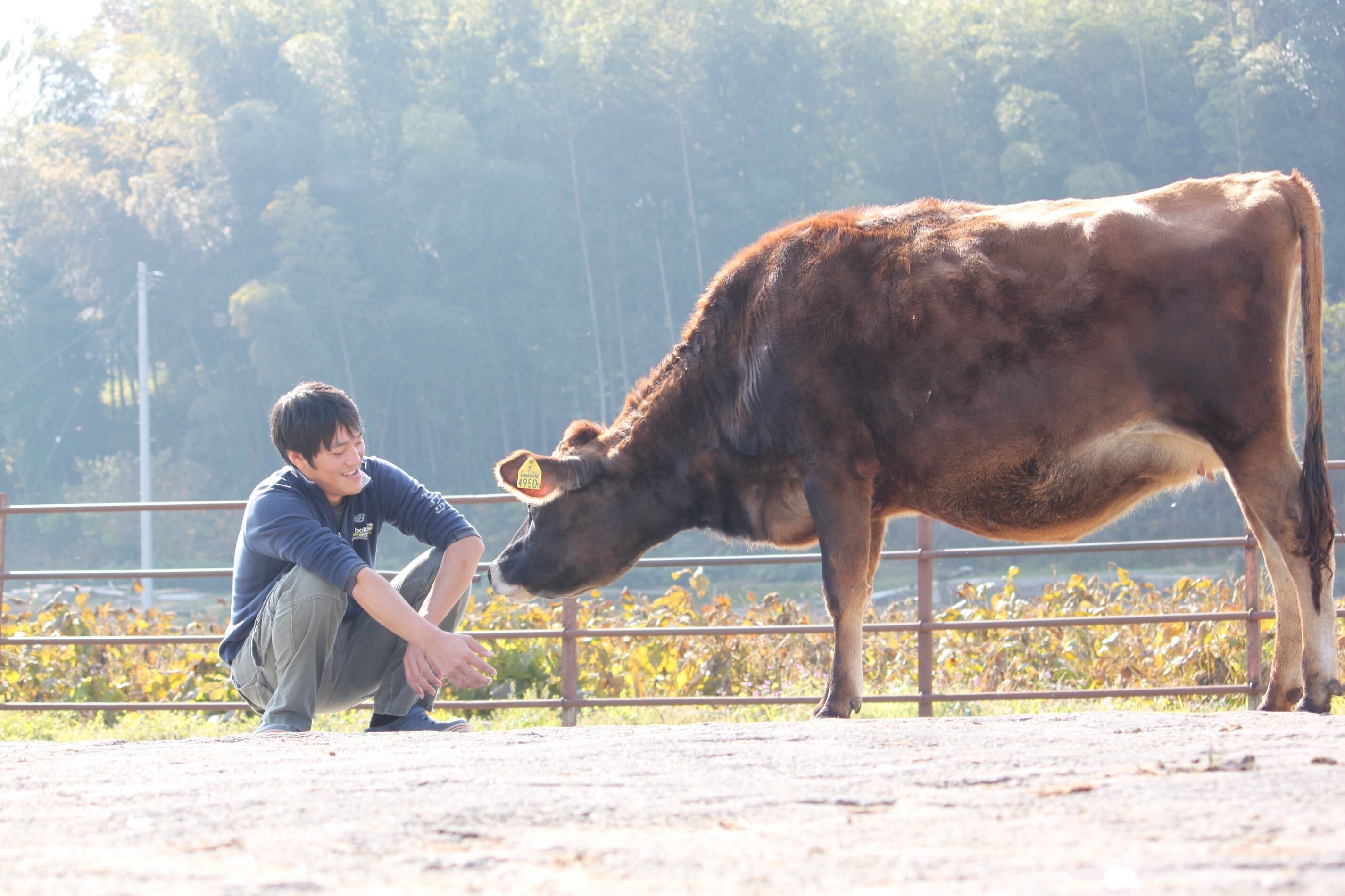 6月1日新発売】恋するジャージーPremiumホエイとブルーベリー