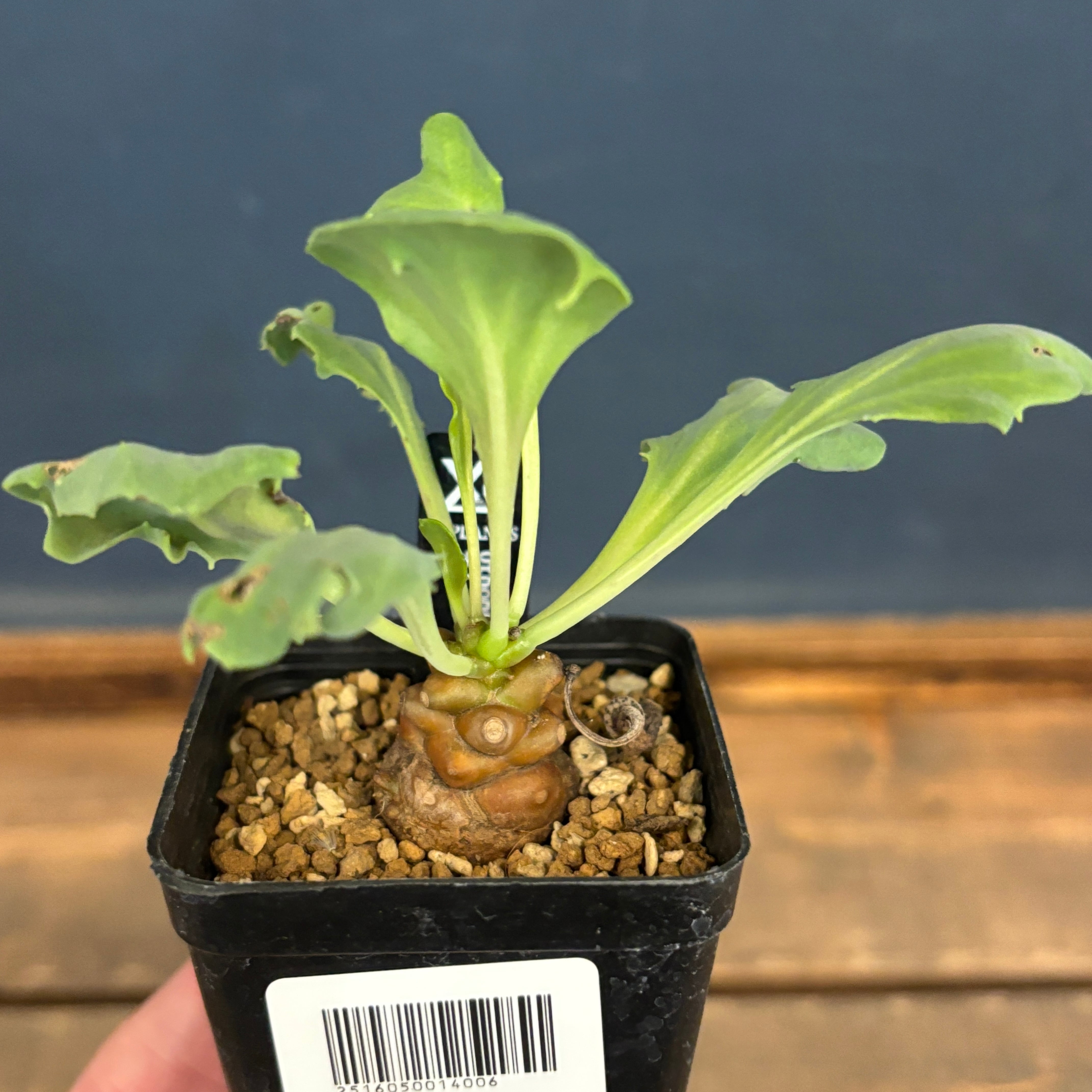 希少　ユーフォルビア　グロブリカリウス isla del pescado - Euphorbia globulicaulis-ユーフォルビア