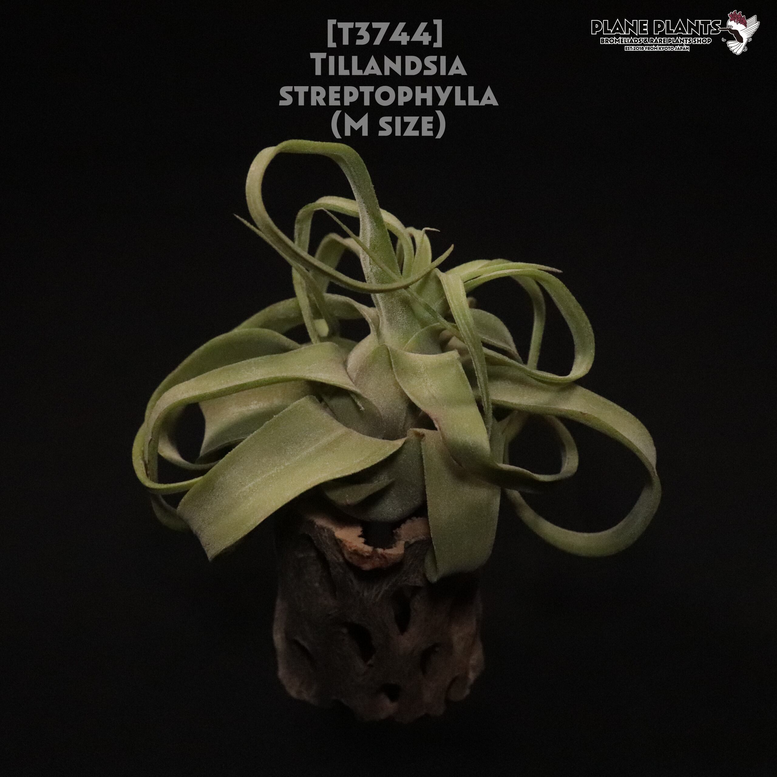 【送料無料】streptophylla M〔エアプランツ〕現品発送T3744