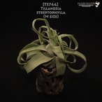 【送料無料】streptophylla M〔エアプランツ〕現品発送T3744