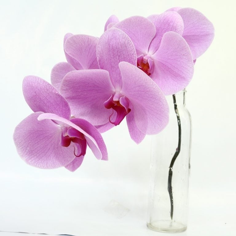 切り花胡蝶蘭ピンク 10本セット あそこの花屋 切り花胡蝶蘭ピンク 10本セット あそこの花屋