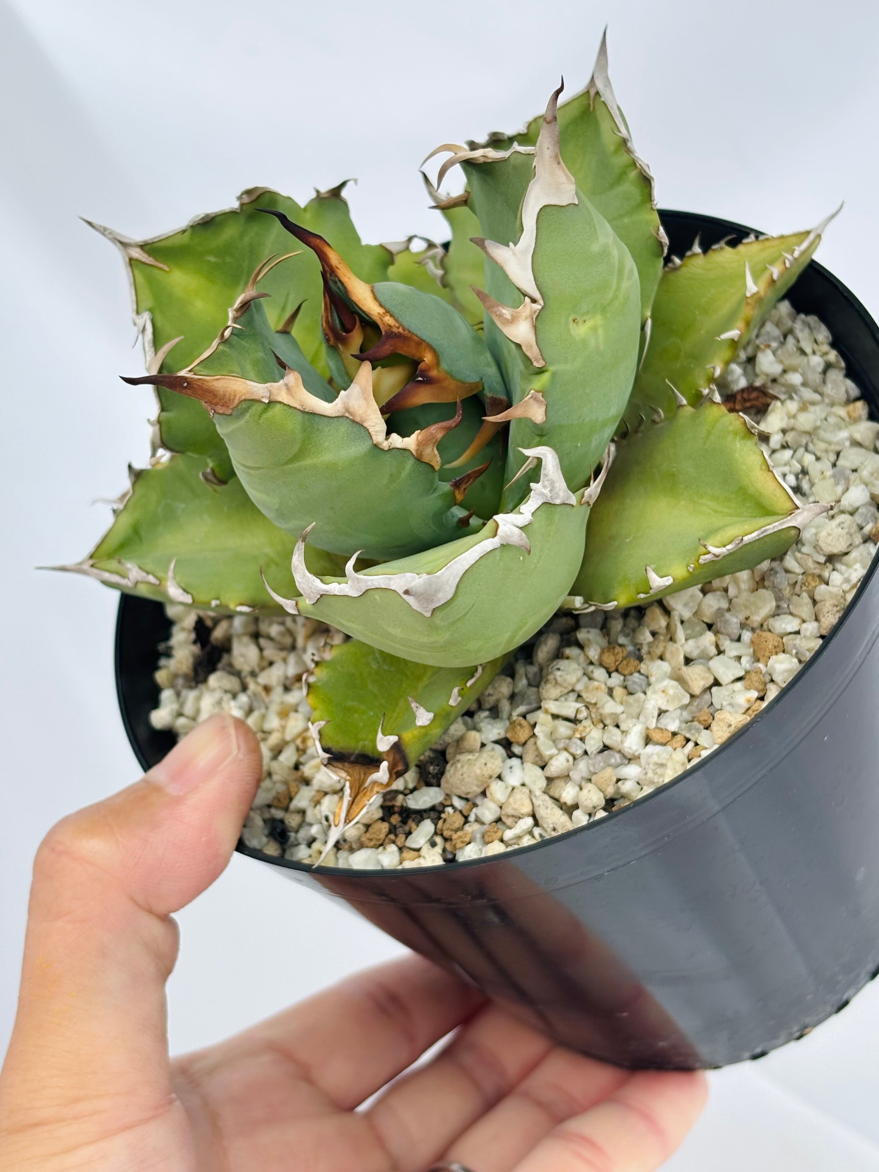 Agave titanota アガベ チタノタ 姫厳竜 多肉植物 | plants MARU