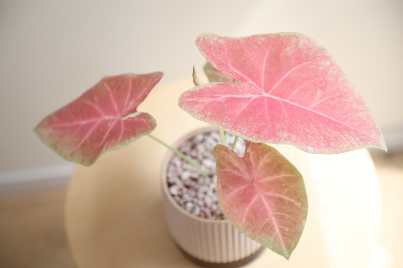 【S】カラジウム ピーチブロッサム フェアリー/Caladium